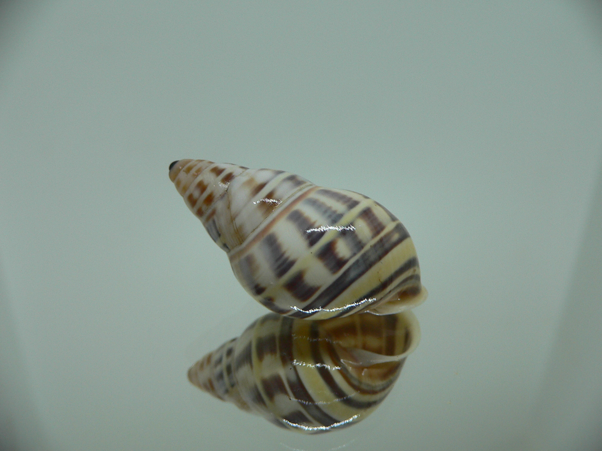 Amphidromus contrarius baaquiae IDEAL & COLOR