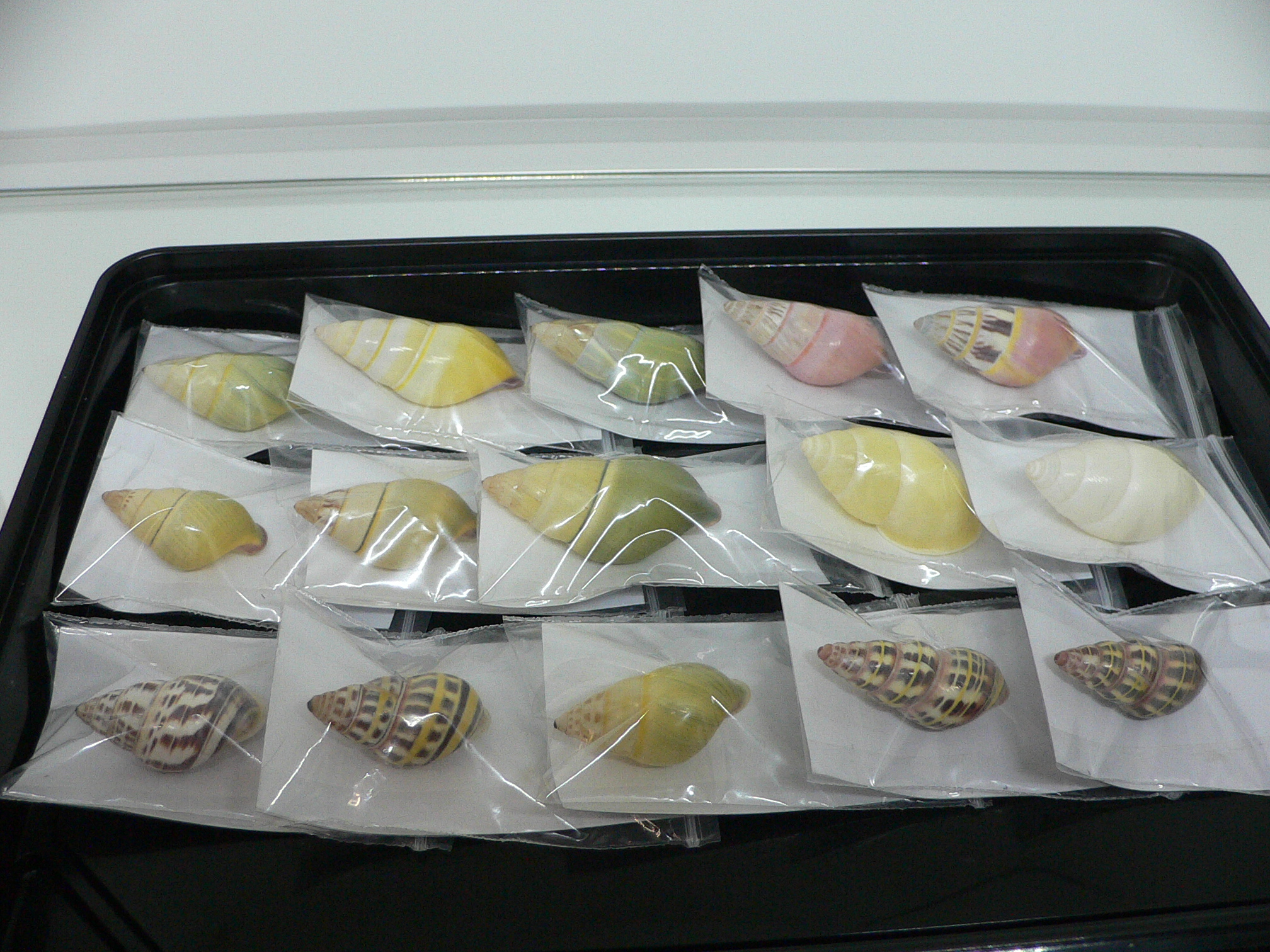 Amphidromus contrarius baaquiae IDEAL & COLOR