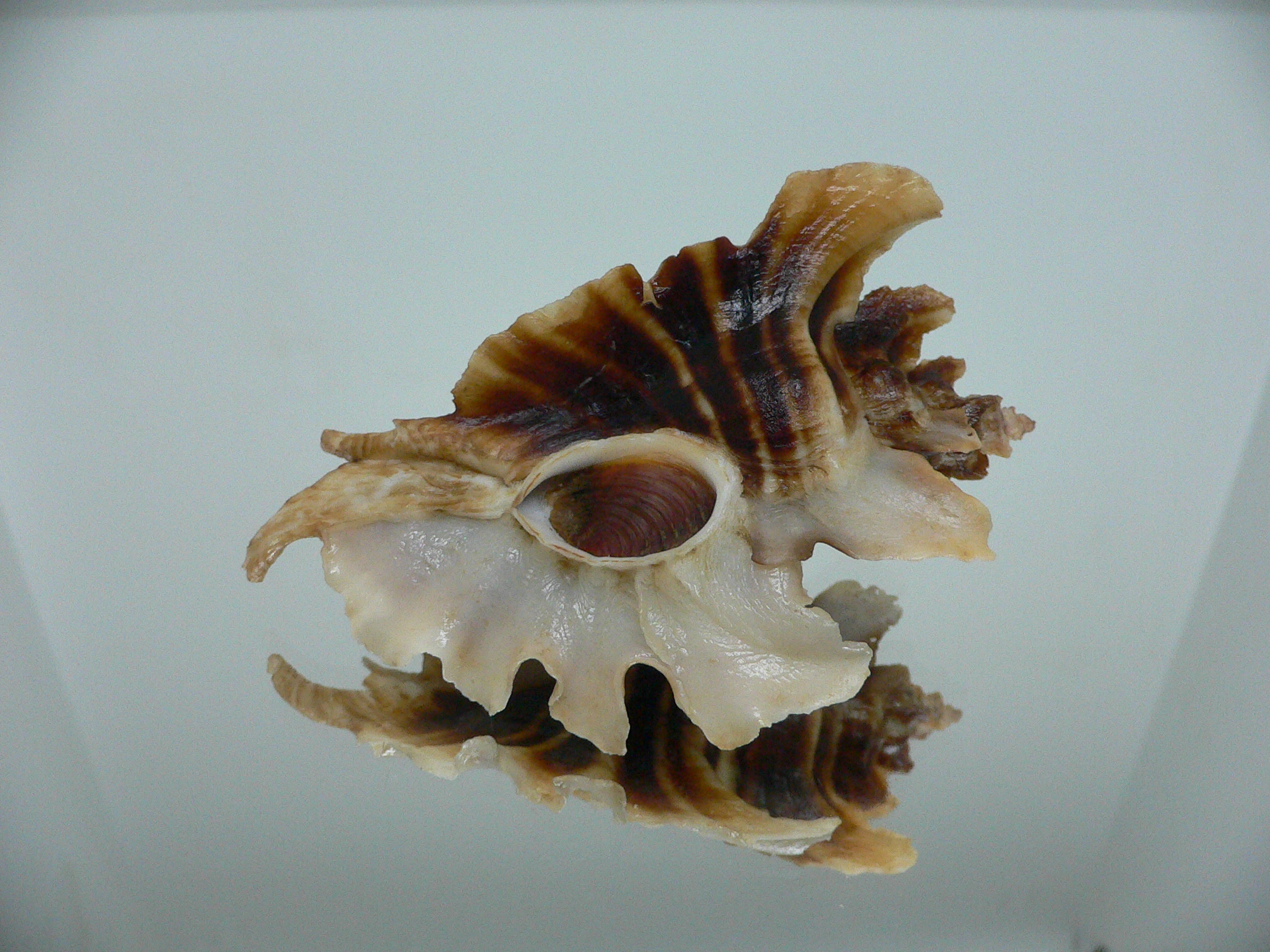 Pteropurpura trialata SUPER DARK