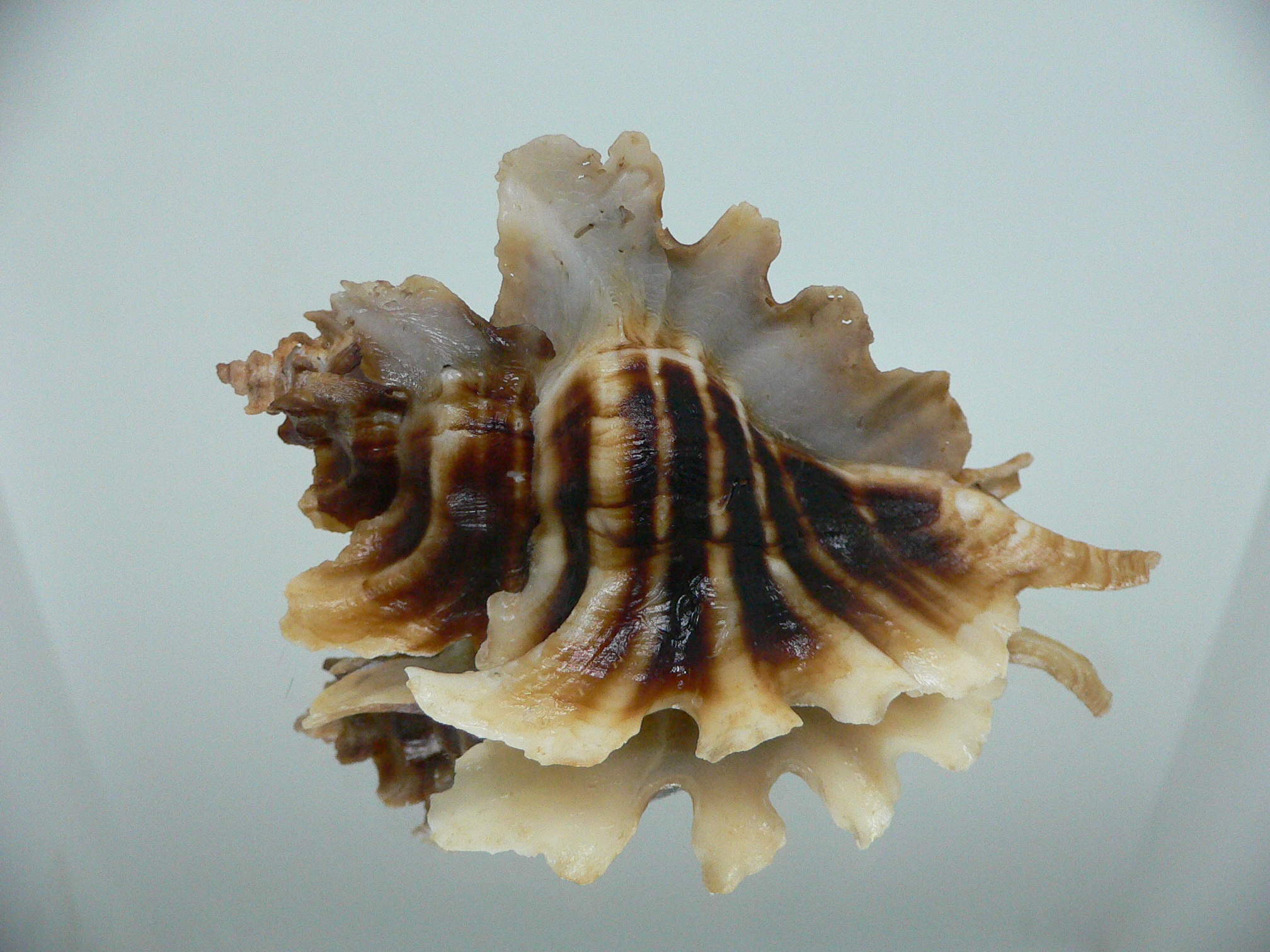 Pteropurpura trialata SUPER DARK