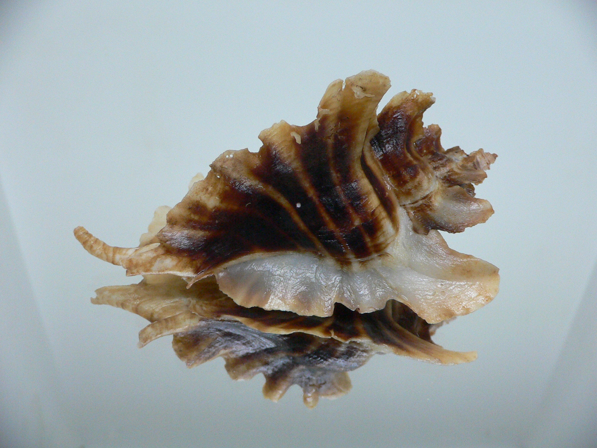 Pteropurpura trialata SUPER DARK