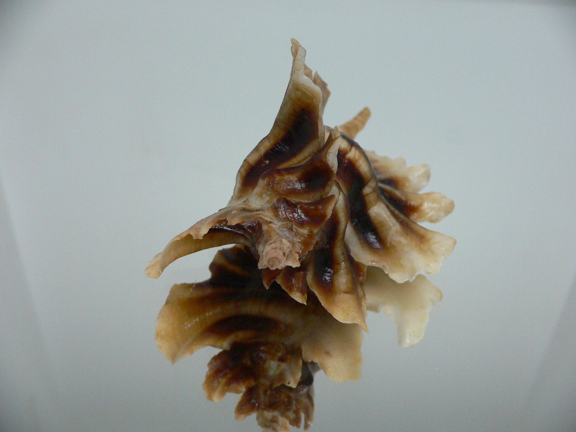 Pteropurpura trialata SUPER DARK