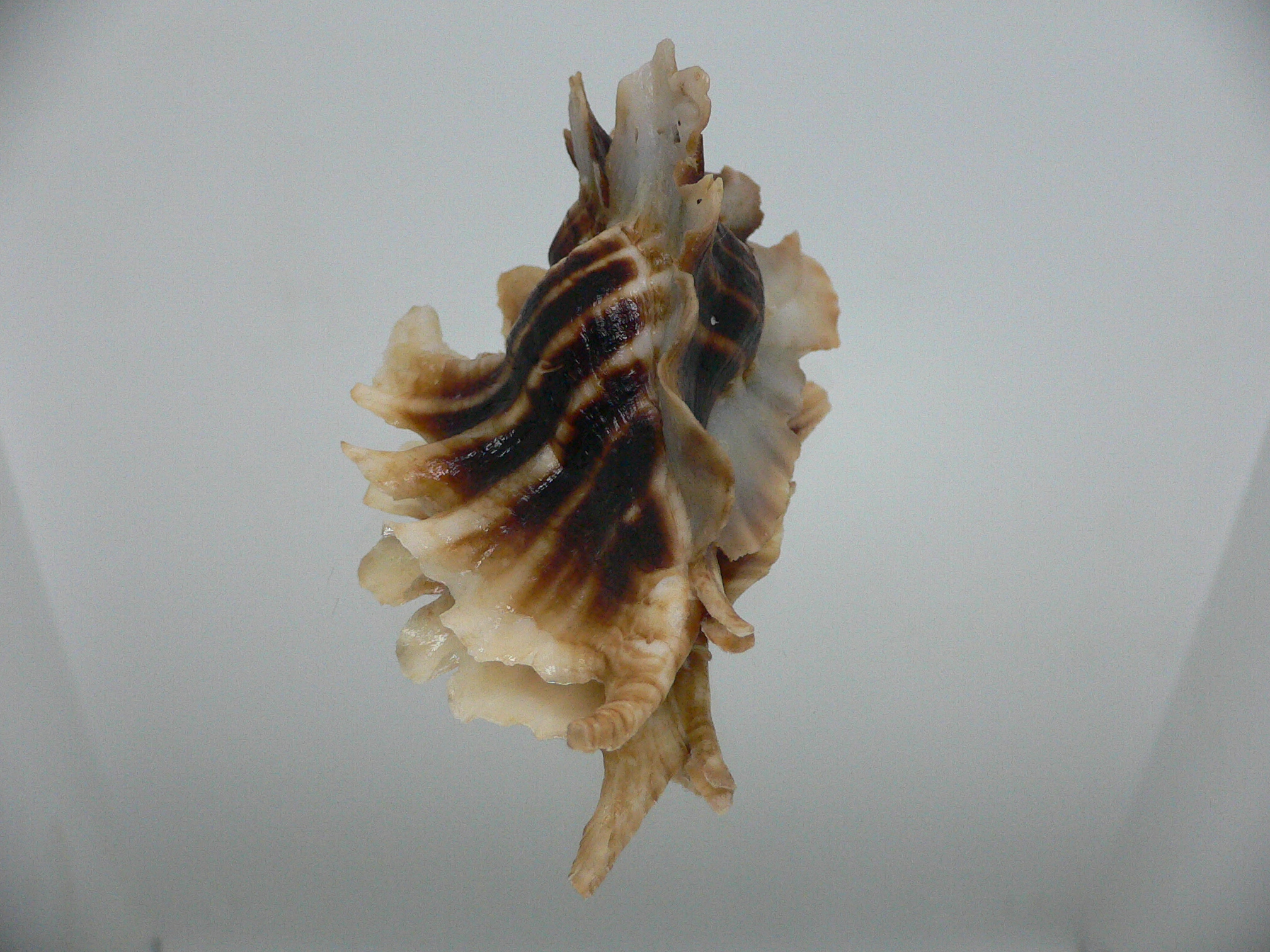 Pteropurpura trialata SUPER DARK