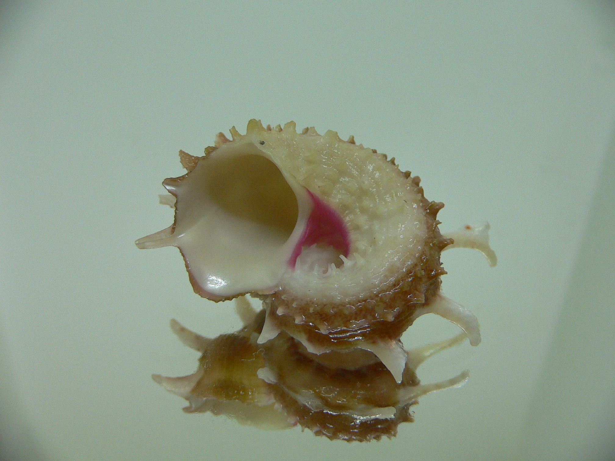 Angaria vicdani DARK