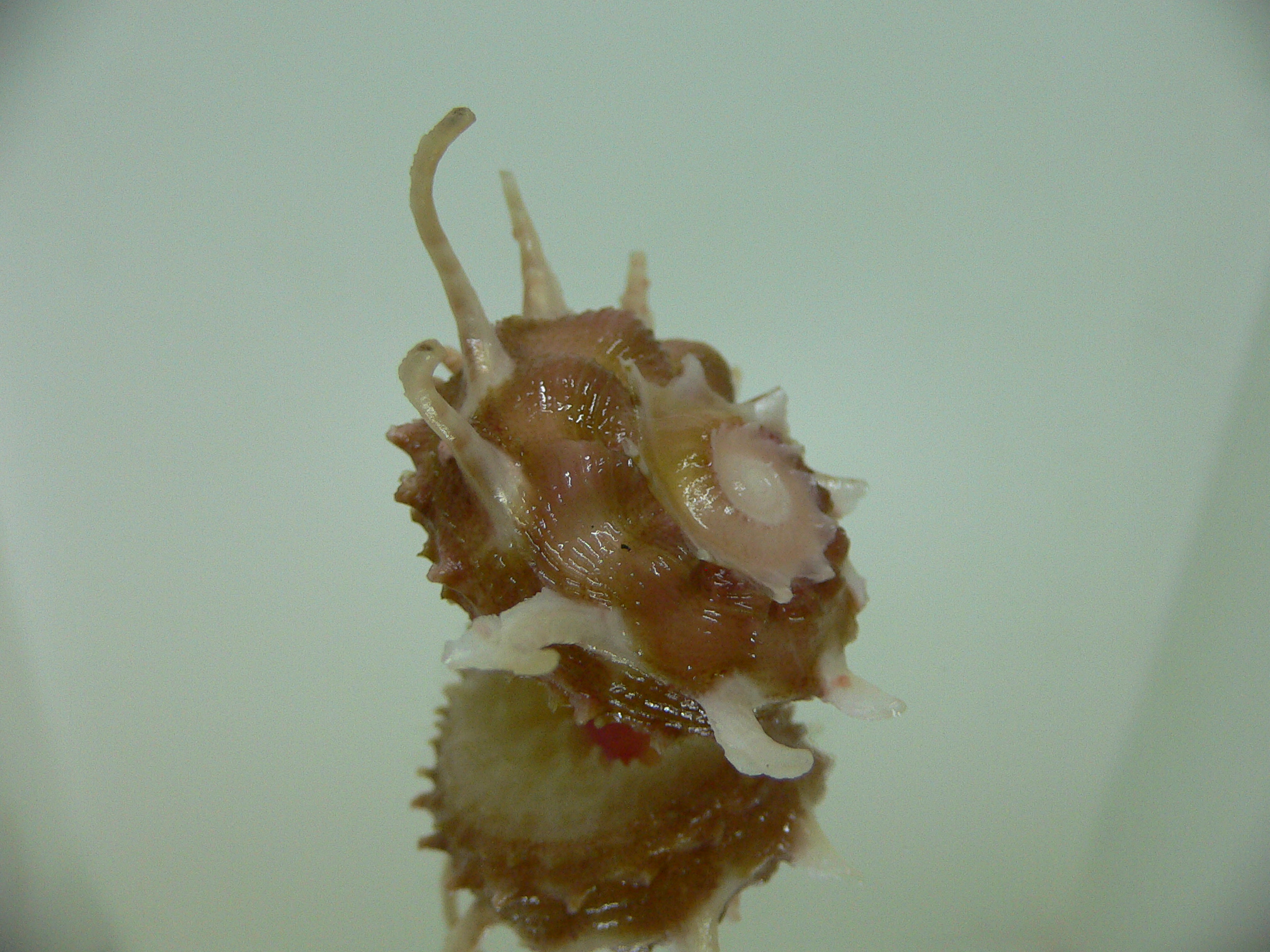 Angaria vicdani DARK