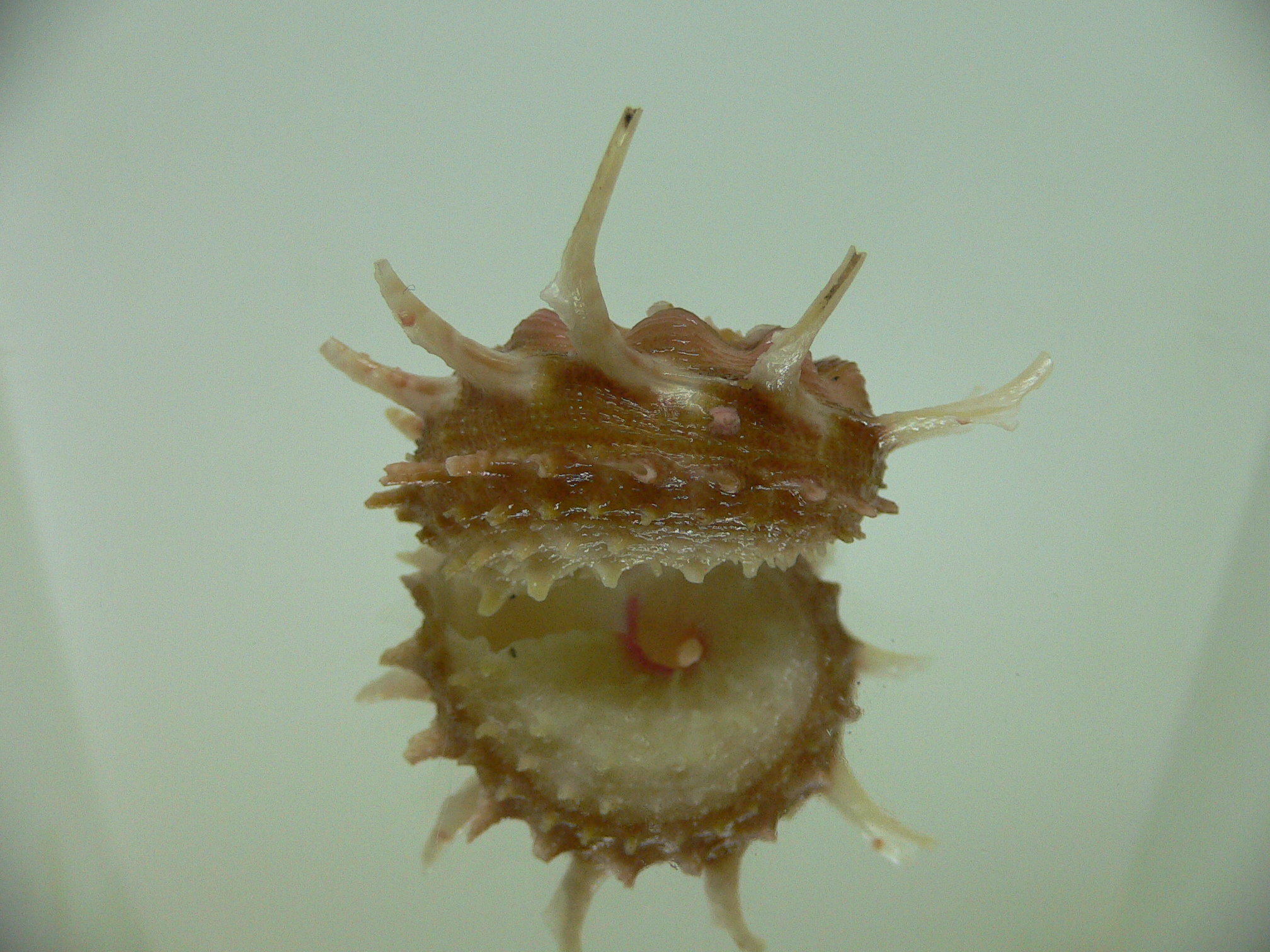 Angaria vicdani DARK