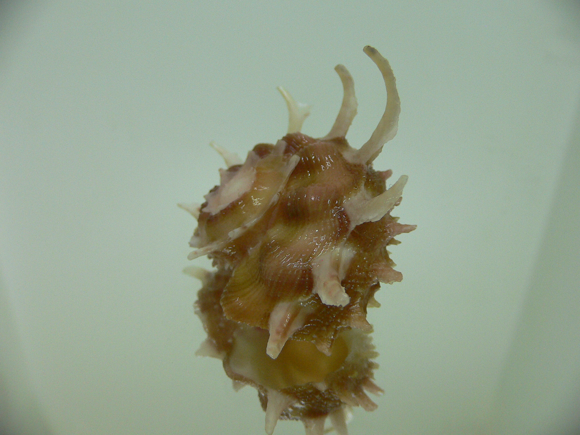 Angaria vicdani DARK