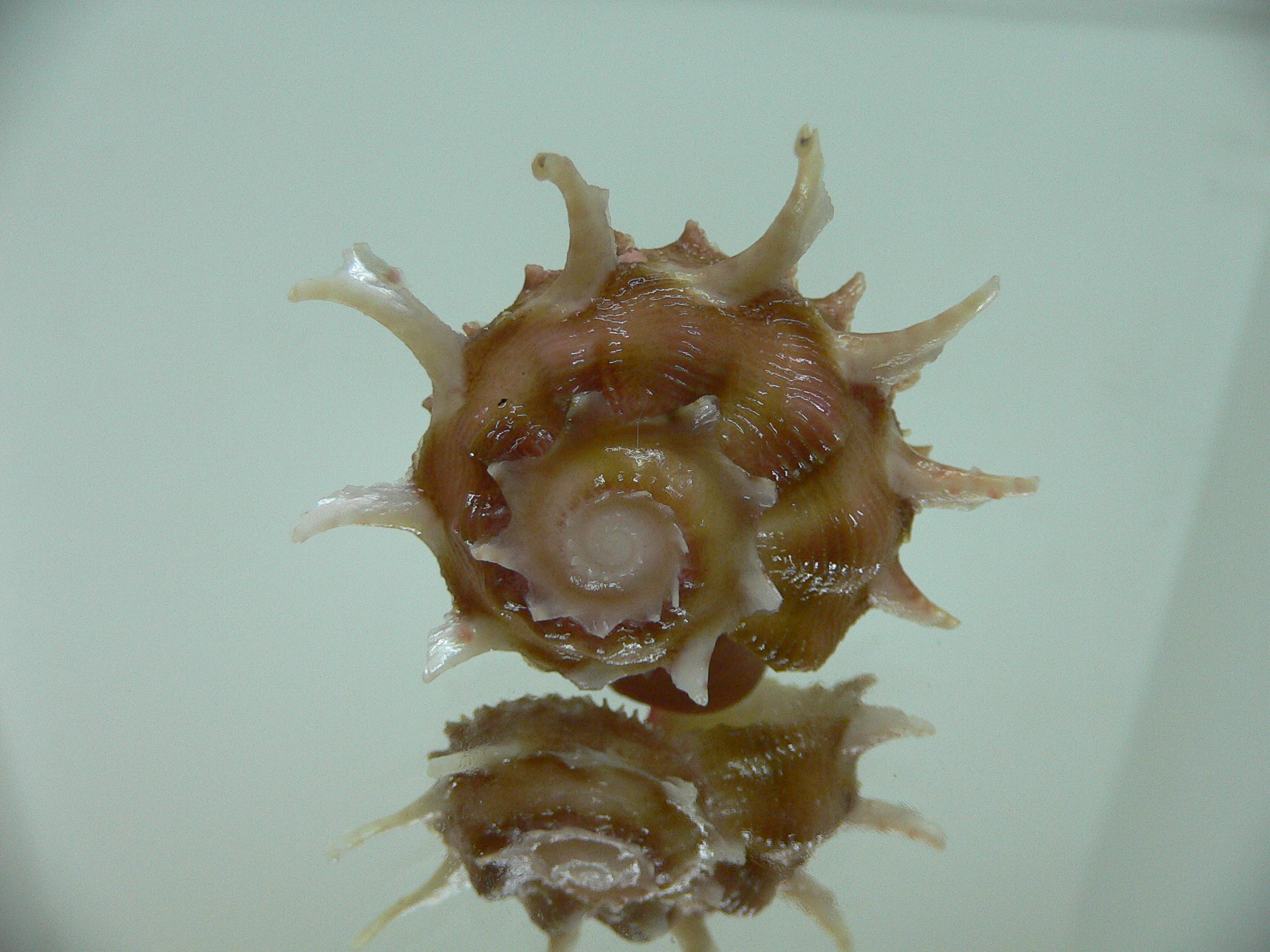 Angaria vicdani DARK