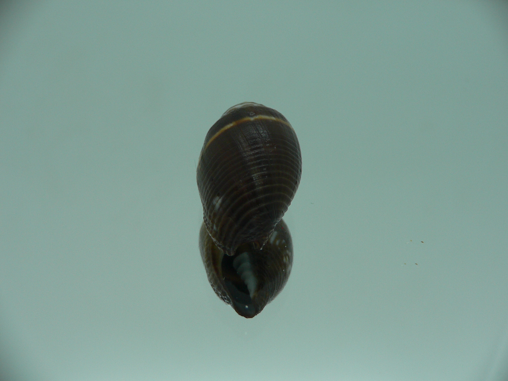 Strigatella decurtata DARK