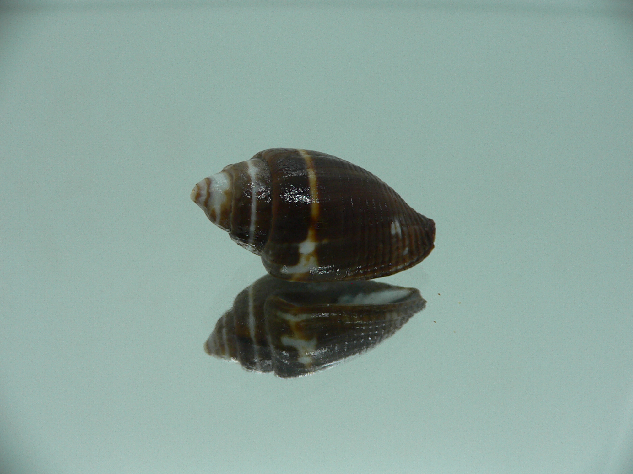 Strigatella decurtata DARK