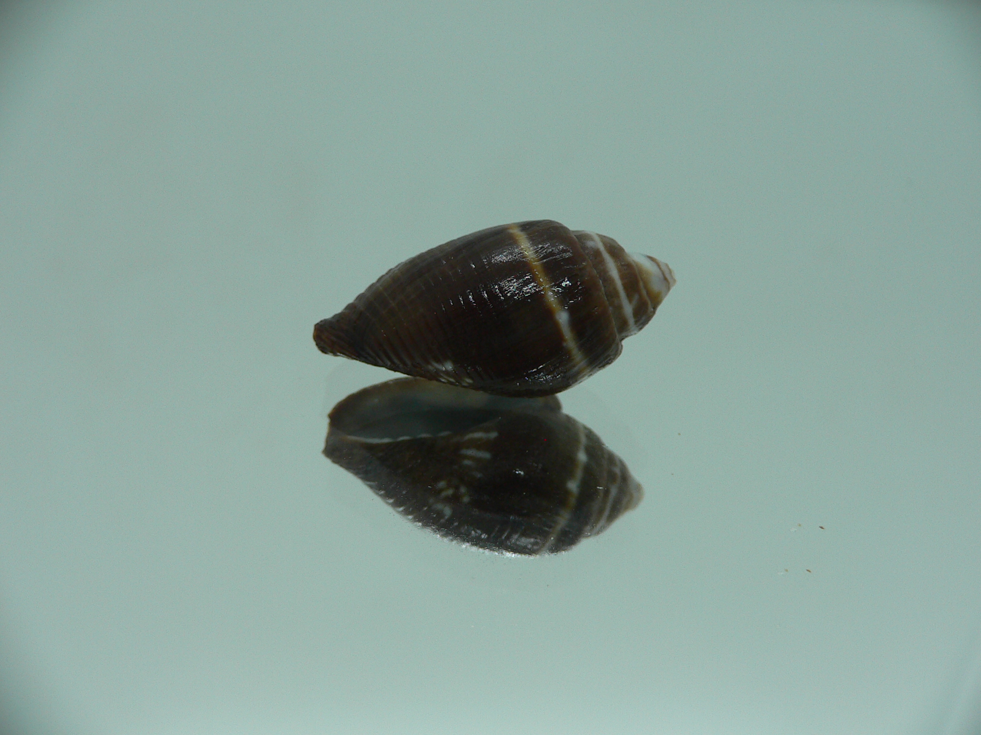 Strigatella decurtata DARK