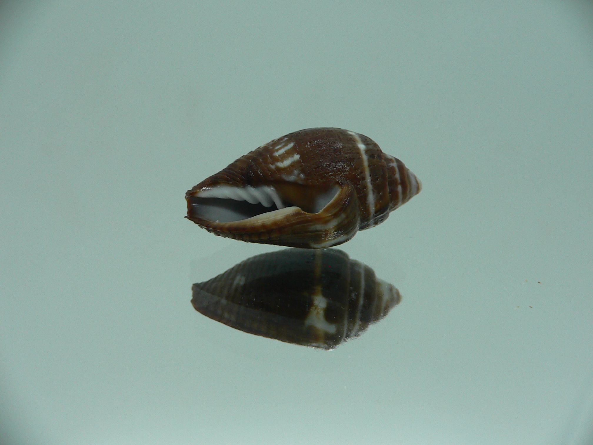 Strigatella decurtata DARK