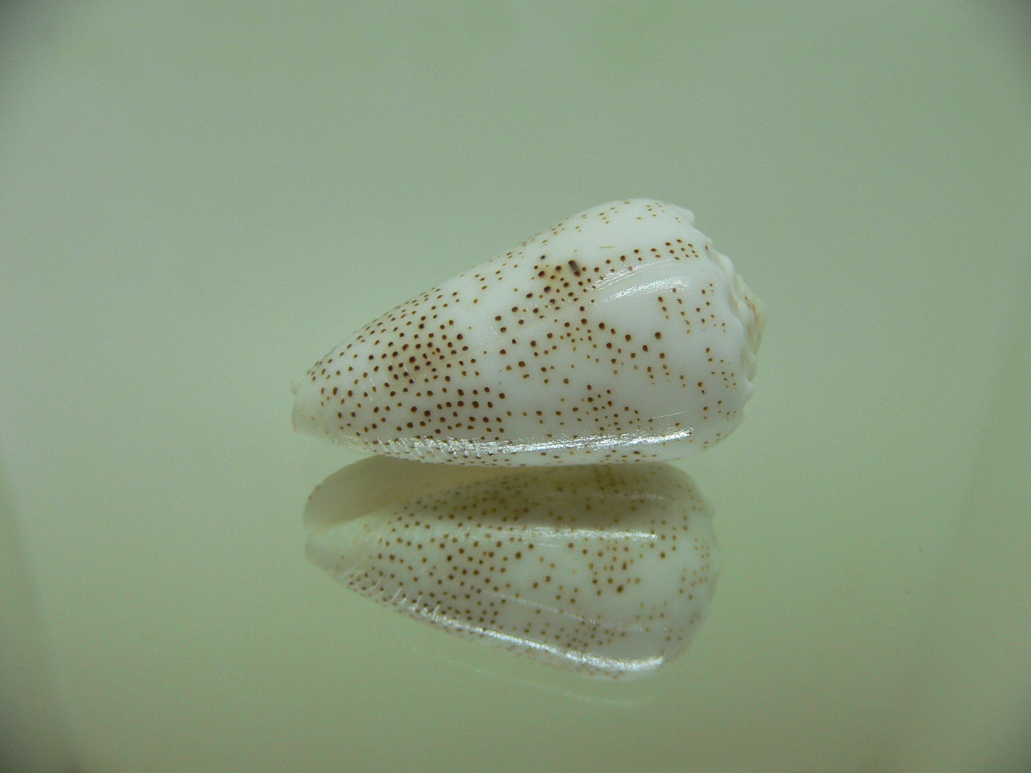 Conus arenatus