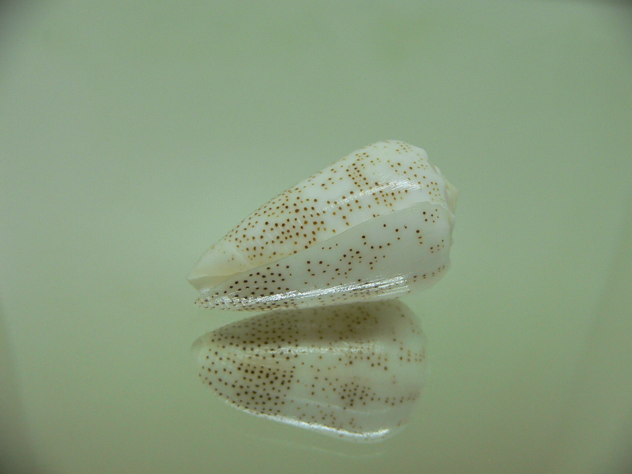 Conus arenatus