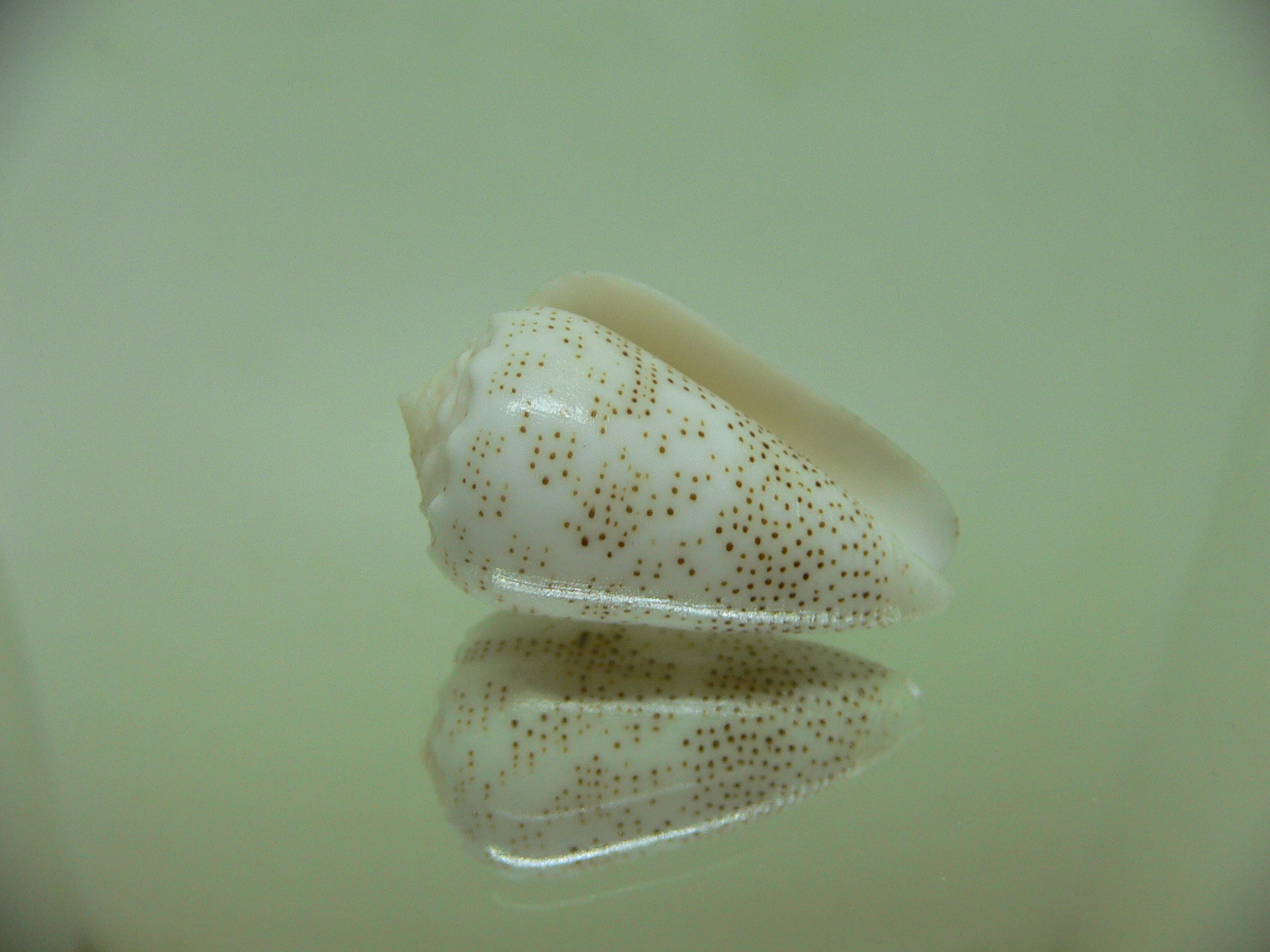 Conus arenatus