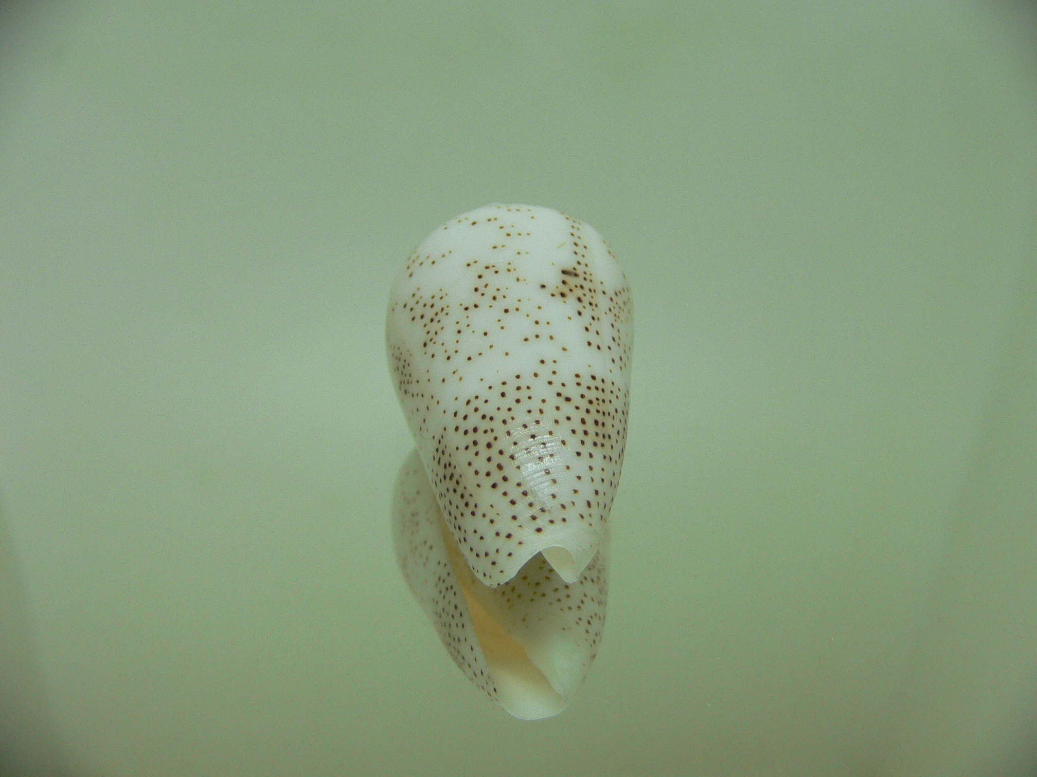 Conus arenatus