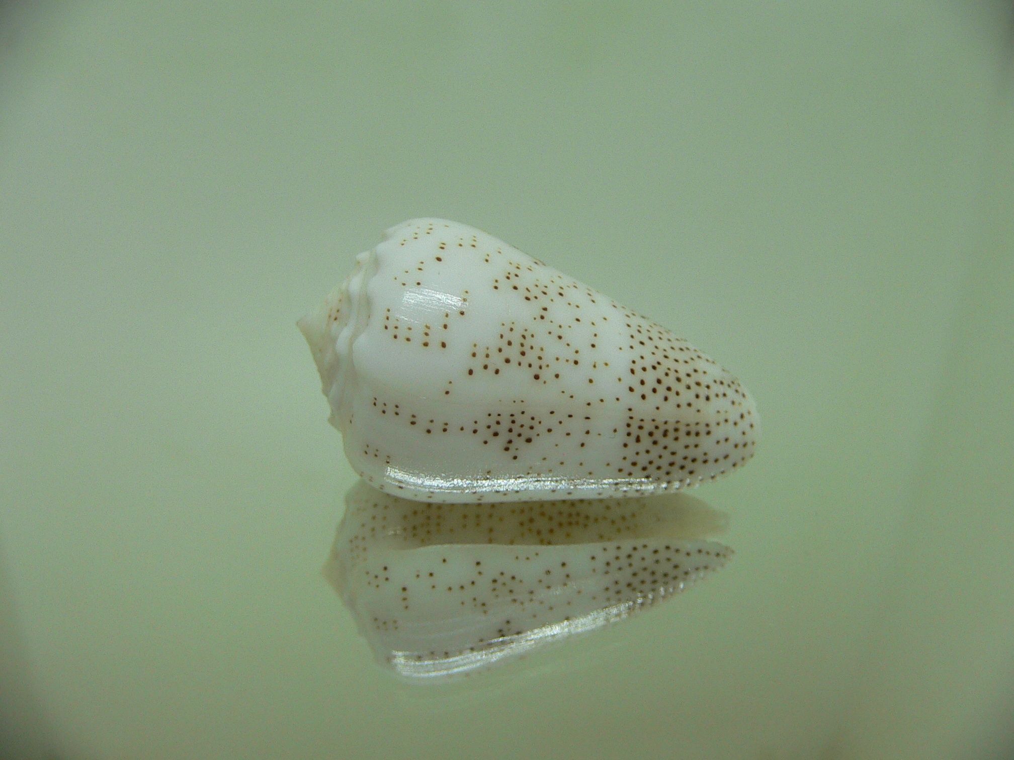 Conus arenatus