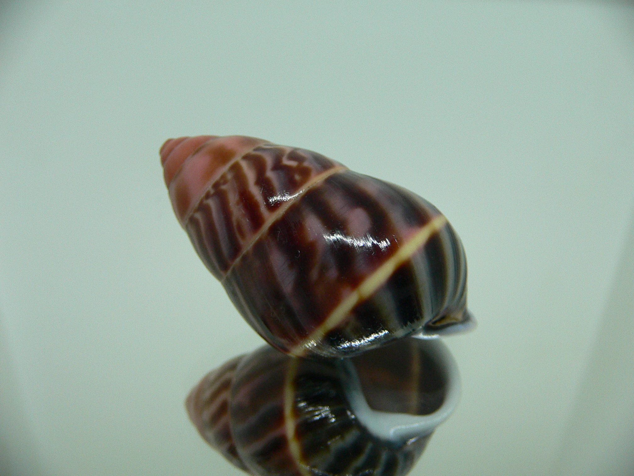 Amphidromus perversus melanoma ARISTOCRAT