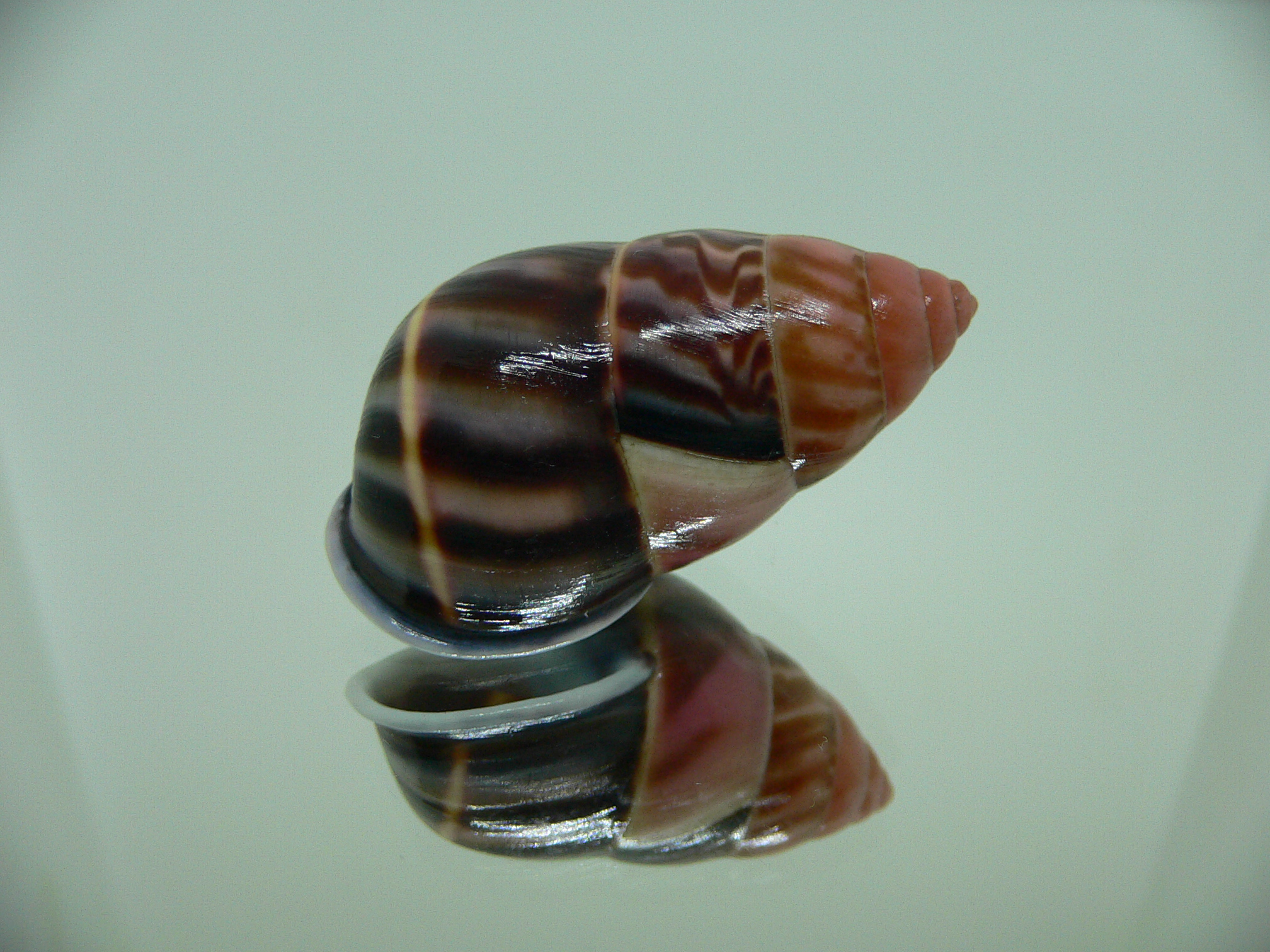 Amphidromus perversus melanoma ARISTOCRAT