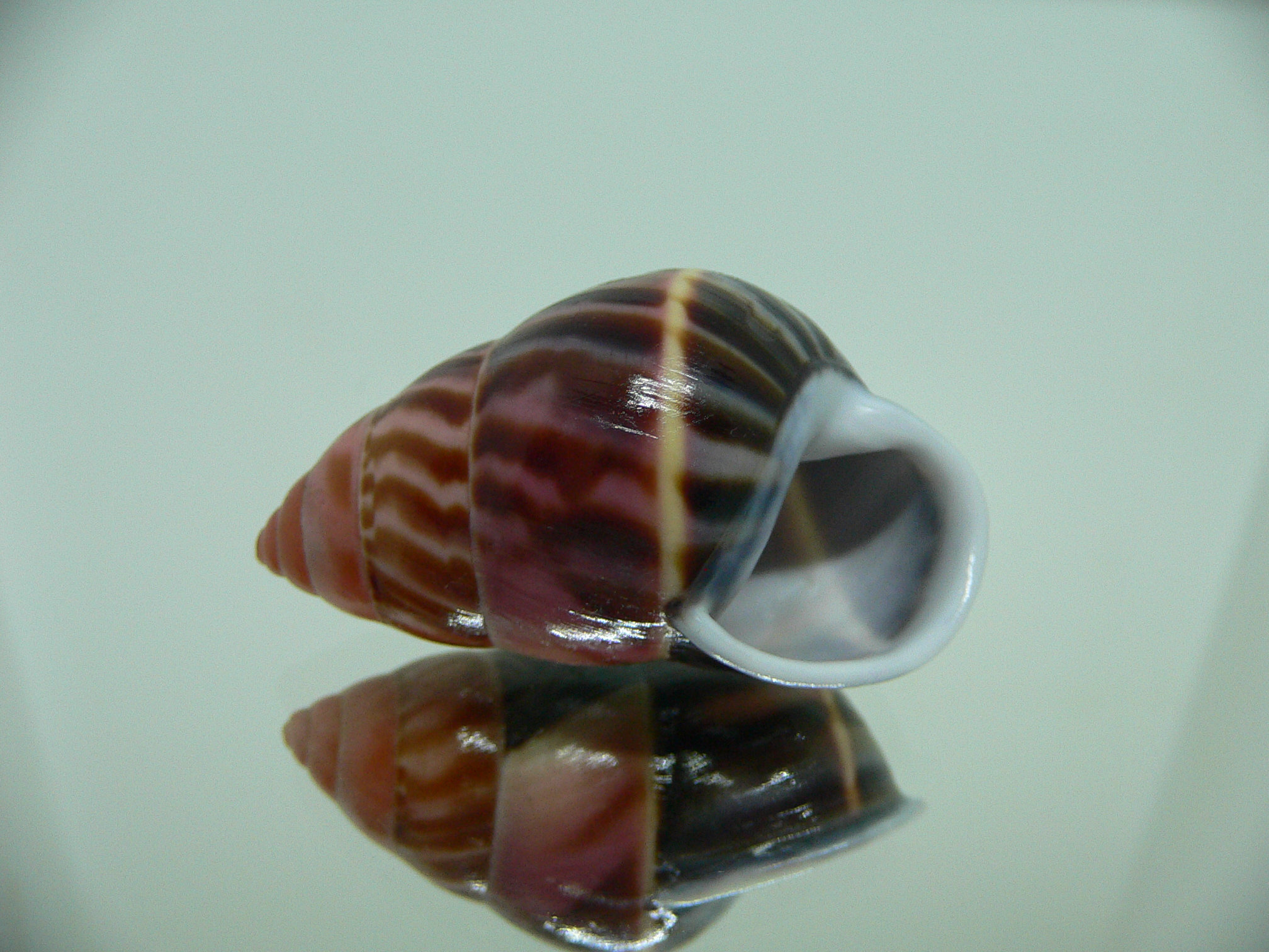 Amphidromus perversus melanoma ARISTOCRAT