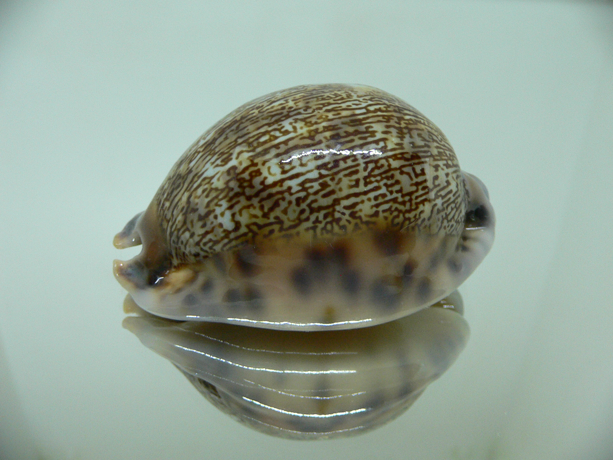 Cypraea arabica asiatica gibba (var.) COLOR