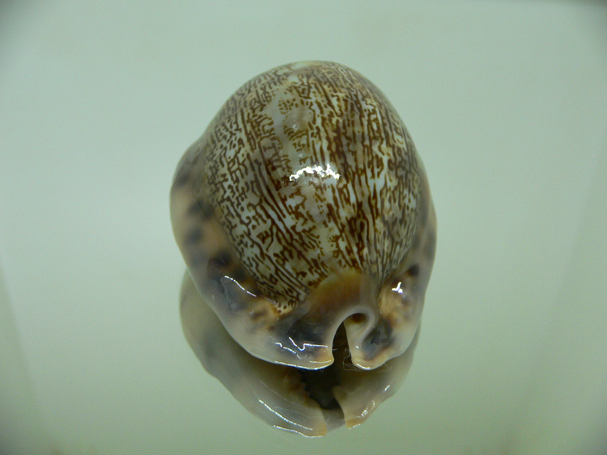 Cypraea arabica asiatica gibba (var.) COLOR