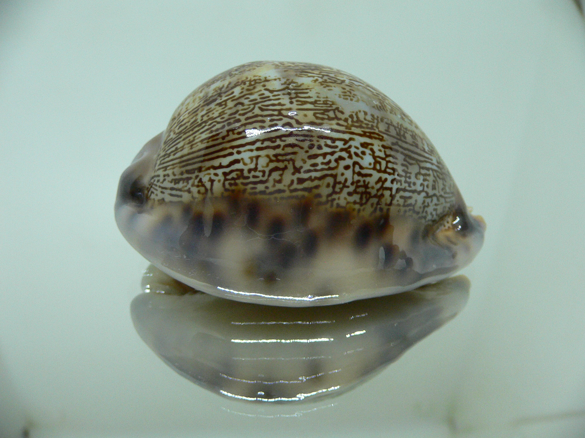 Cypraea arabica asiatica gibba (var.) COLOR