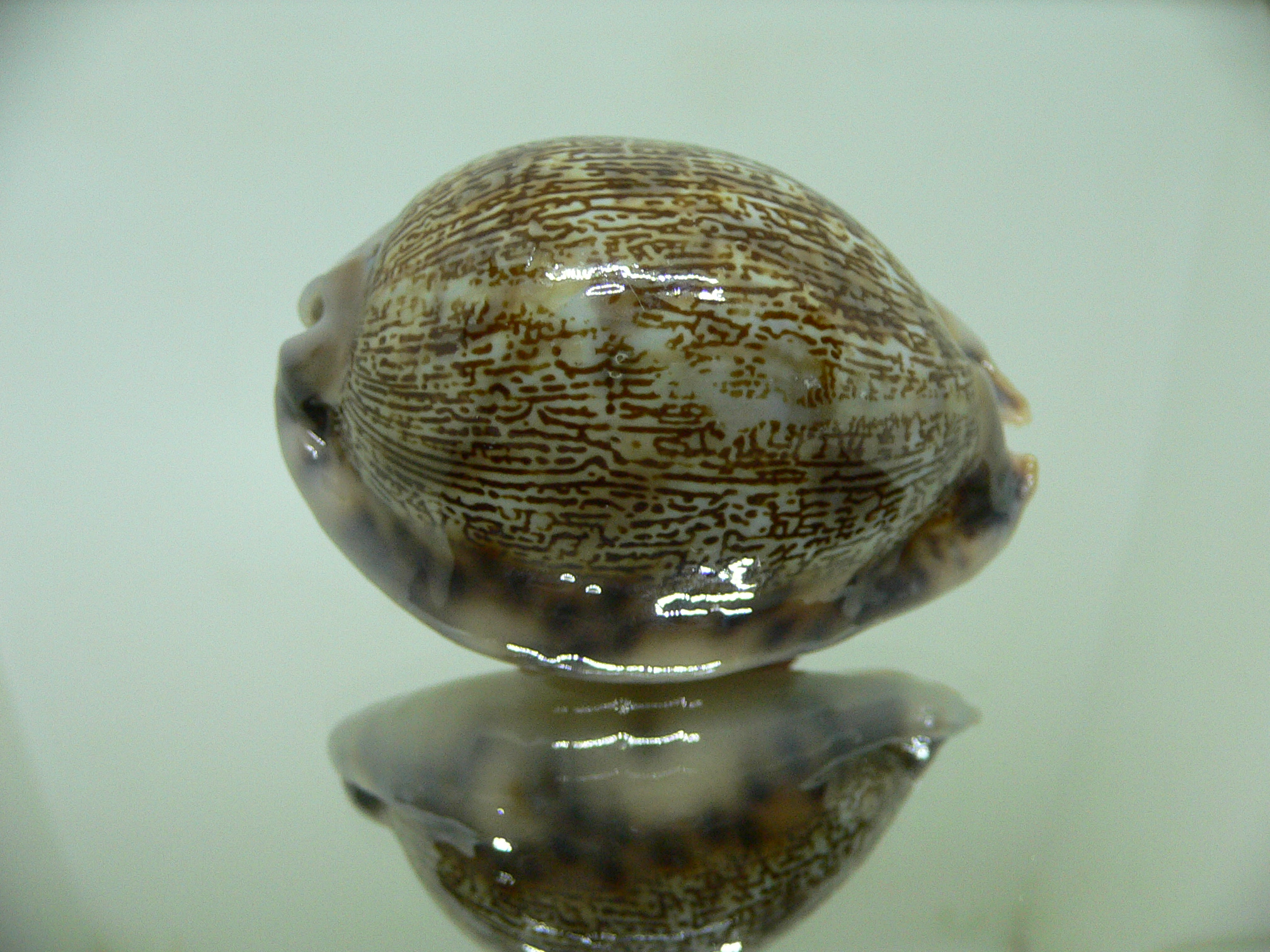 Cypraea arabica asiatica gibba (var.) COLOR