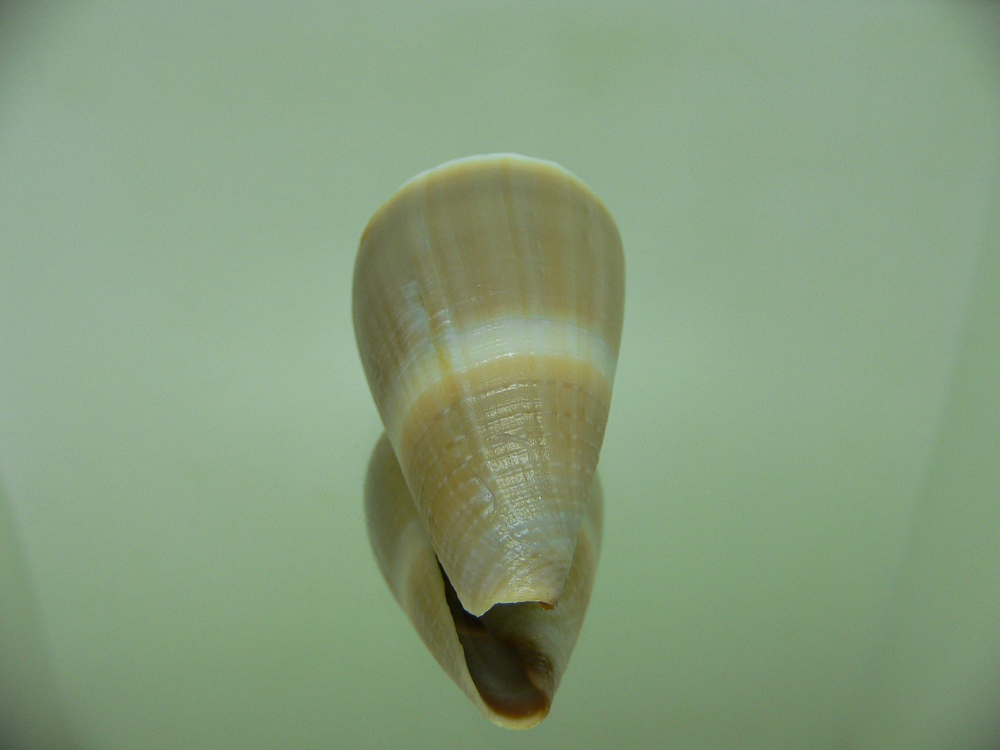 Conus lividus WIDE