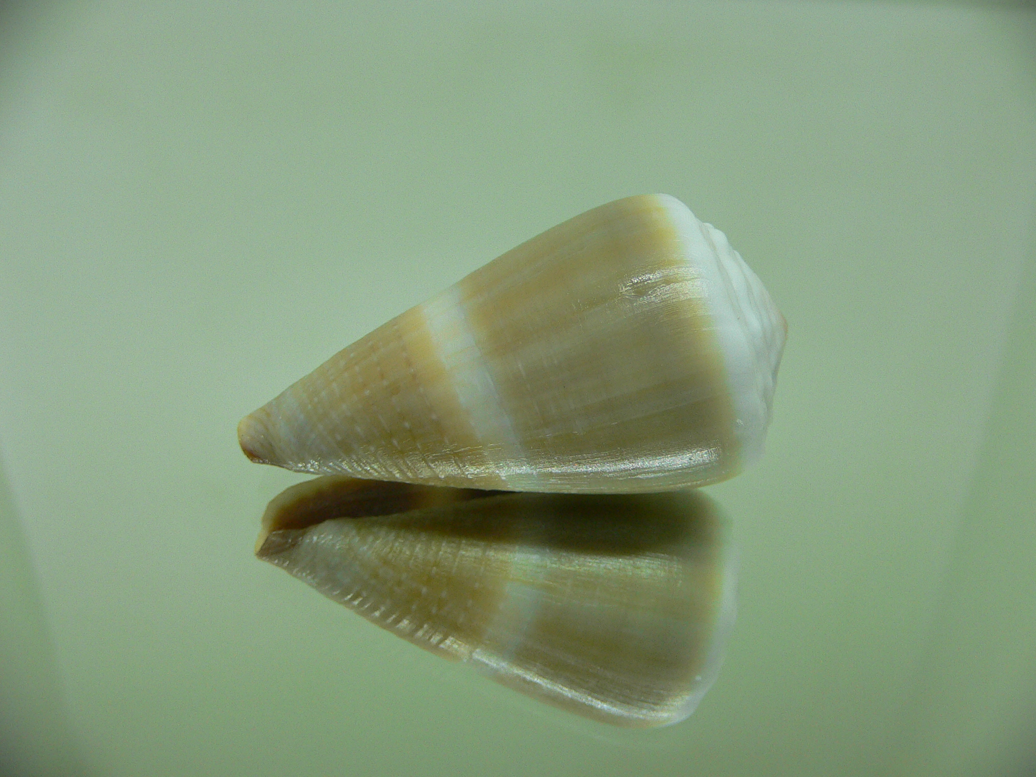 Conus lividus WIDE