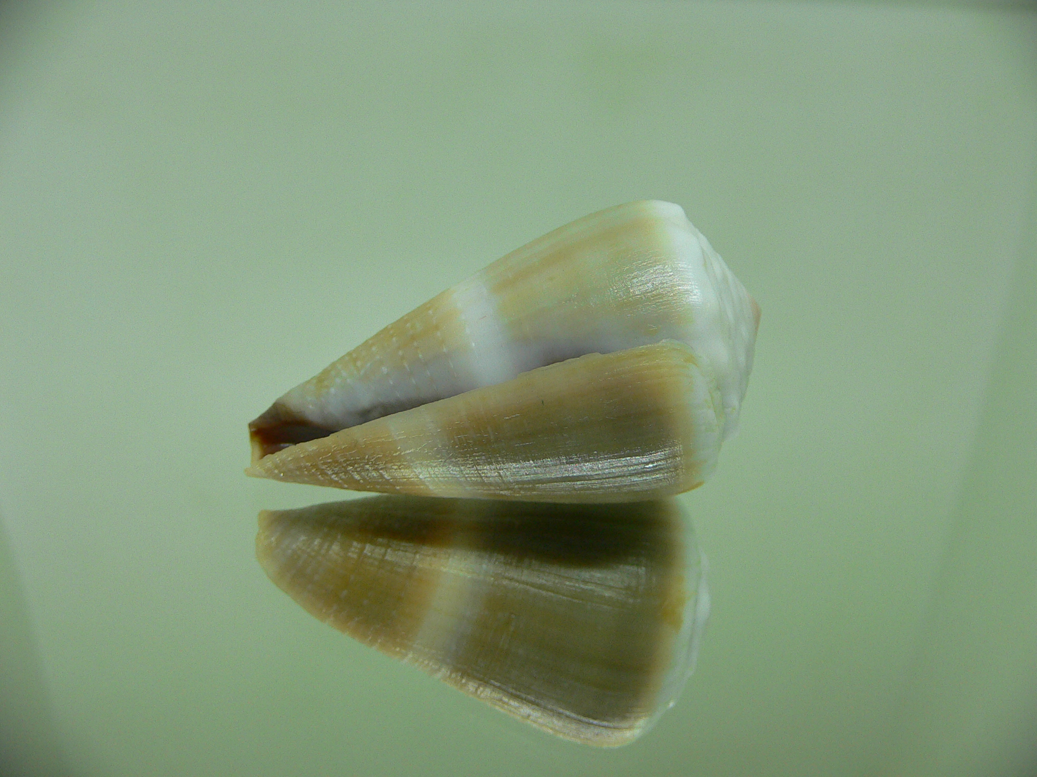 Conus lividus WIDE