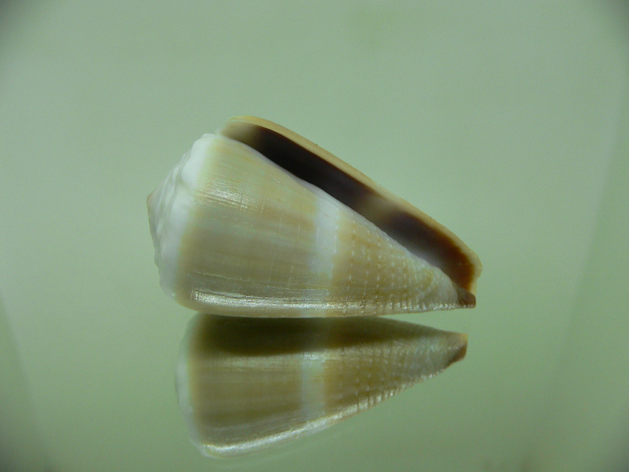 Conus lividus WIDE