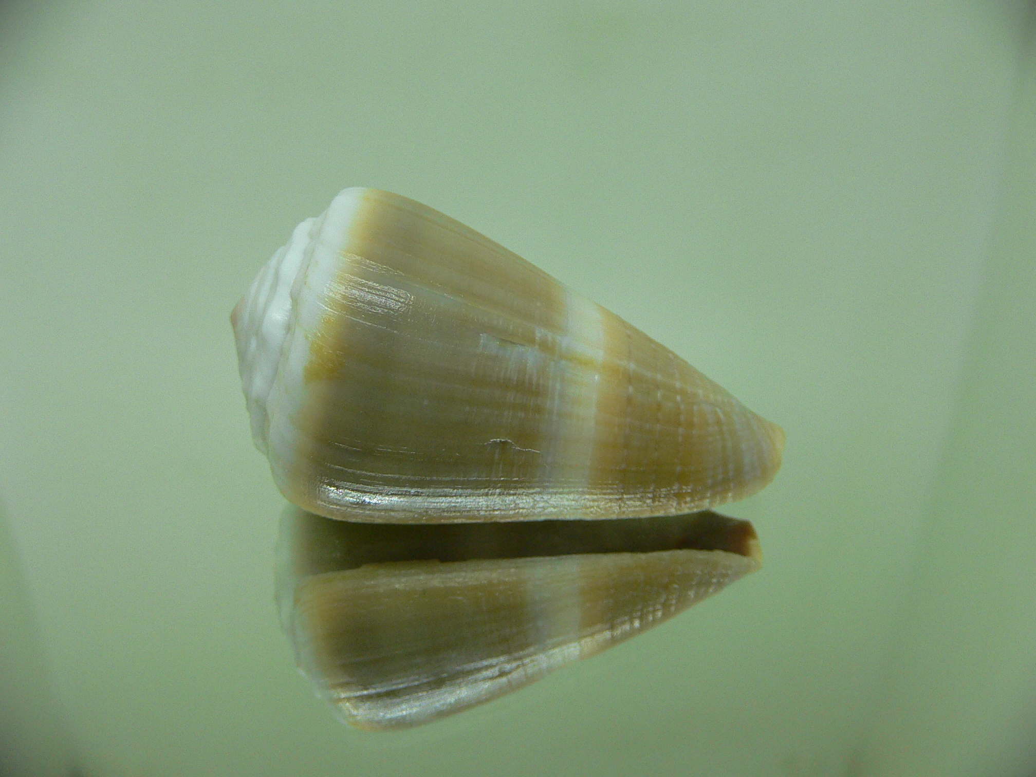 Conus lividus WIDE