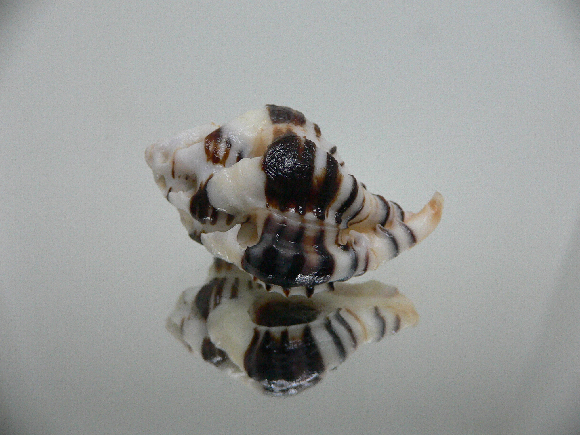 Maxwellia gemma SUPER