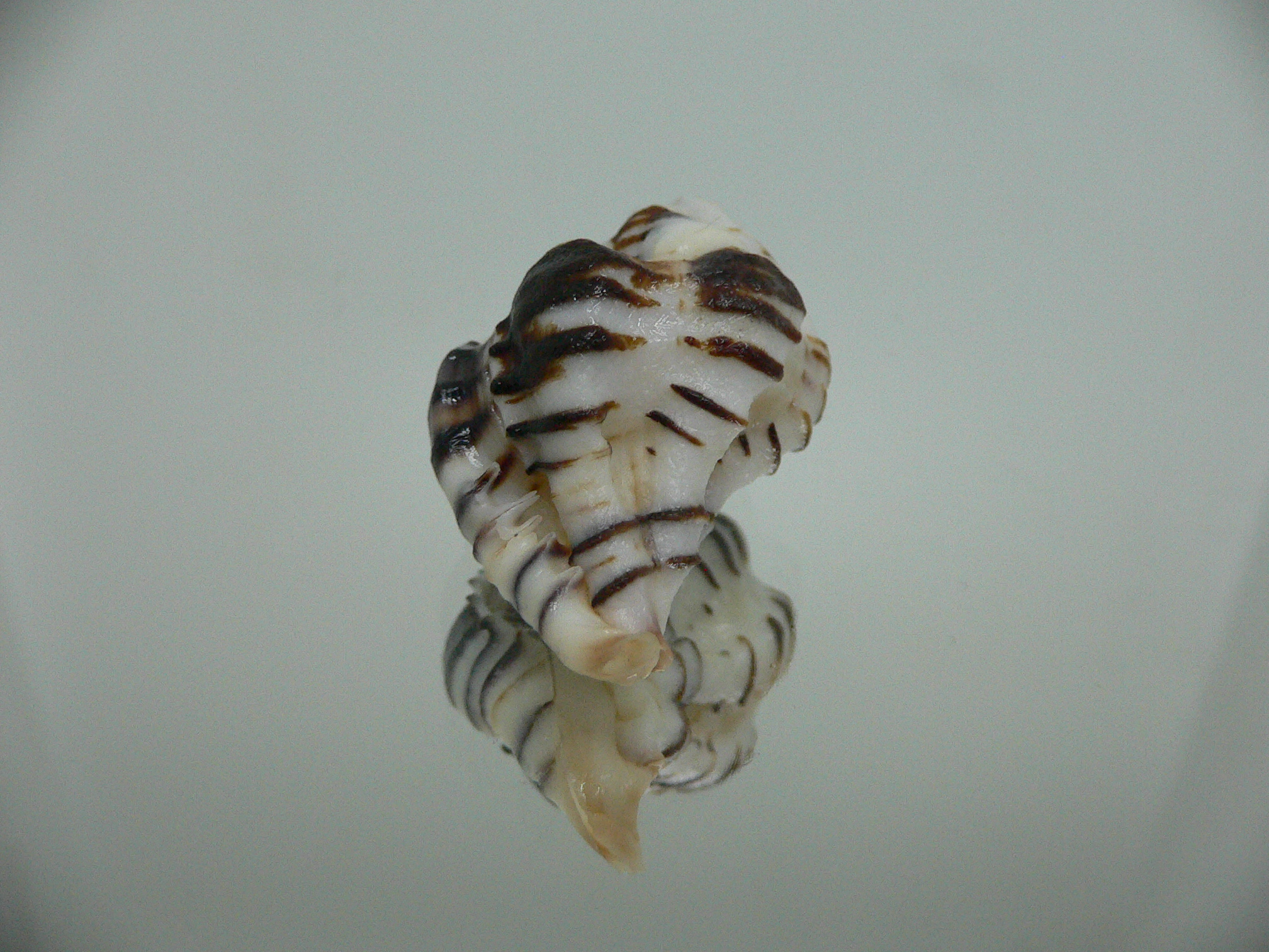 Maxwellia gemma SUPER