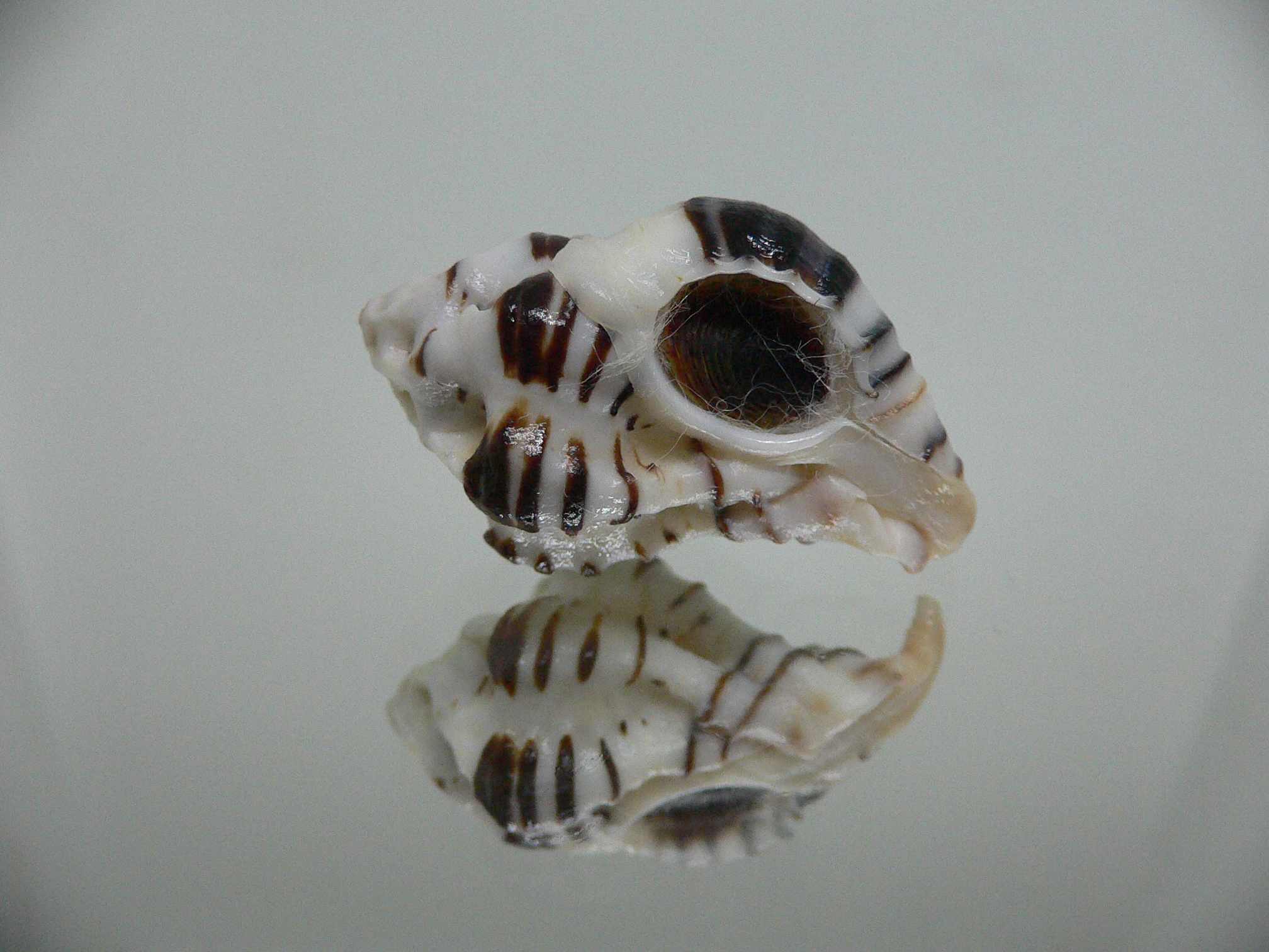 Maxwellia gemma SUPER