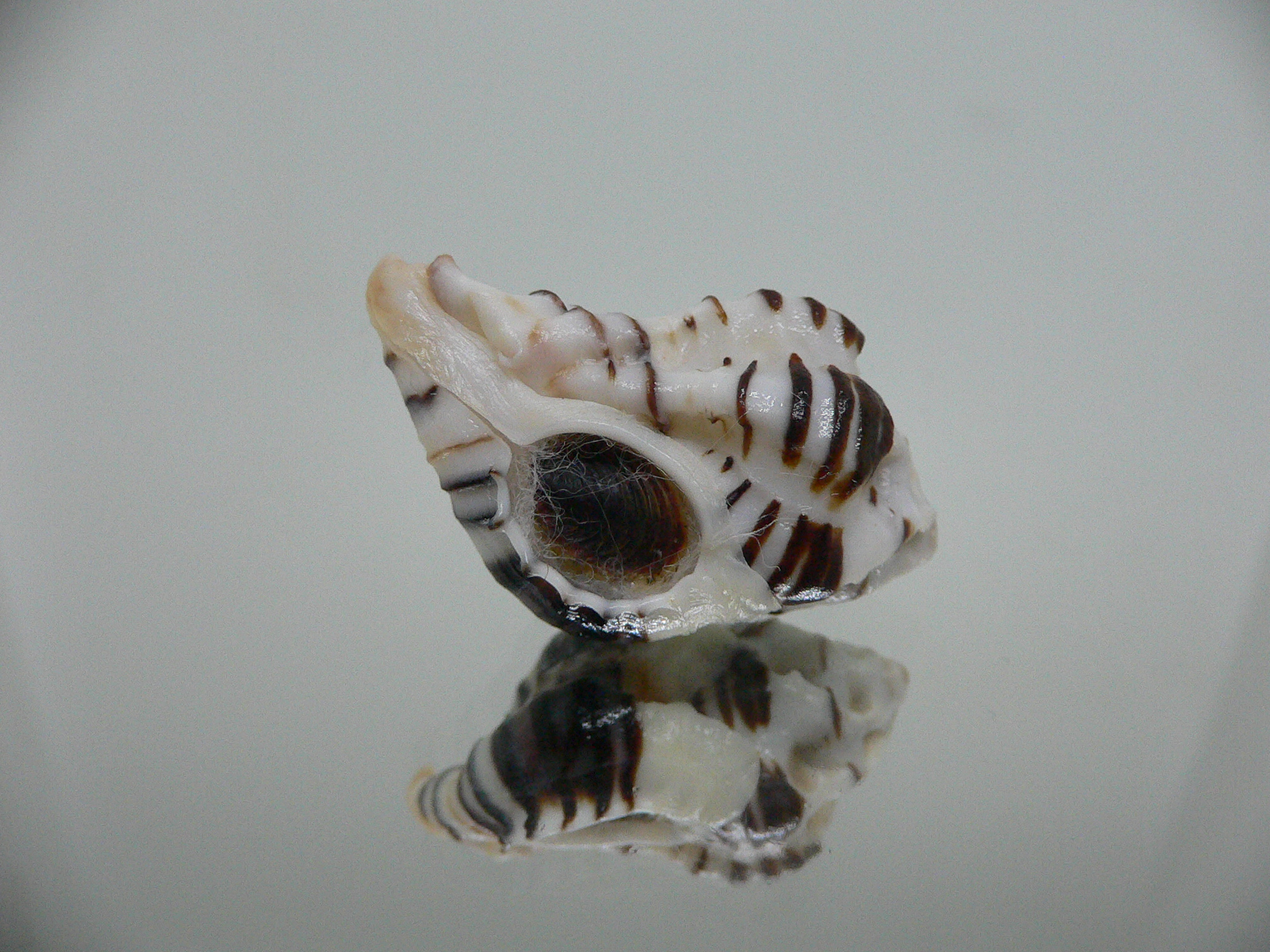 Maxwellia gemma SUPER