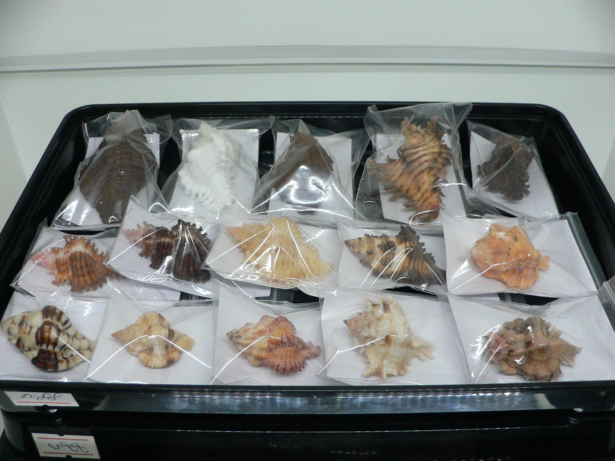 Maxwellia gemma SUPER