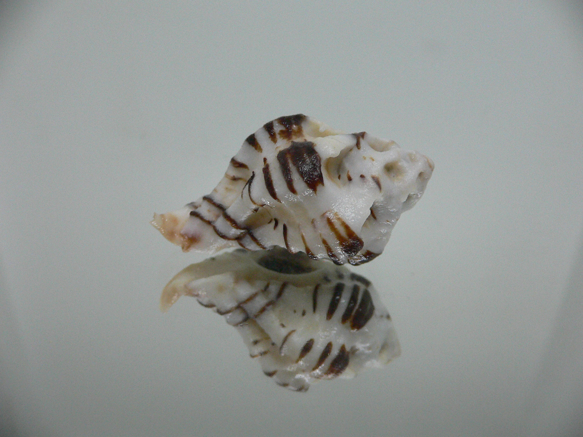 Maxwellia gemma SUPER