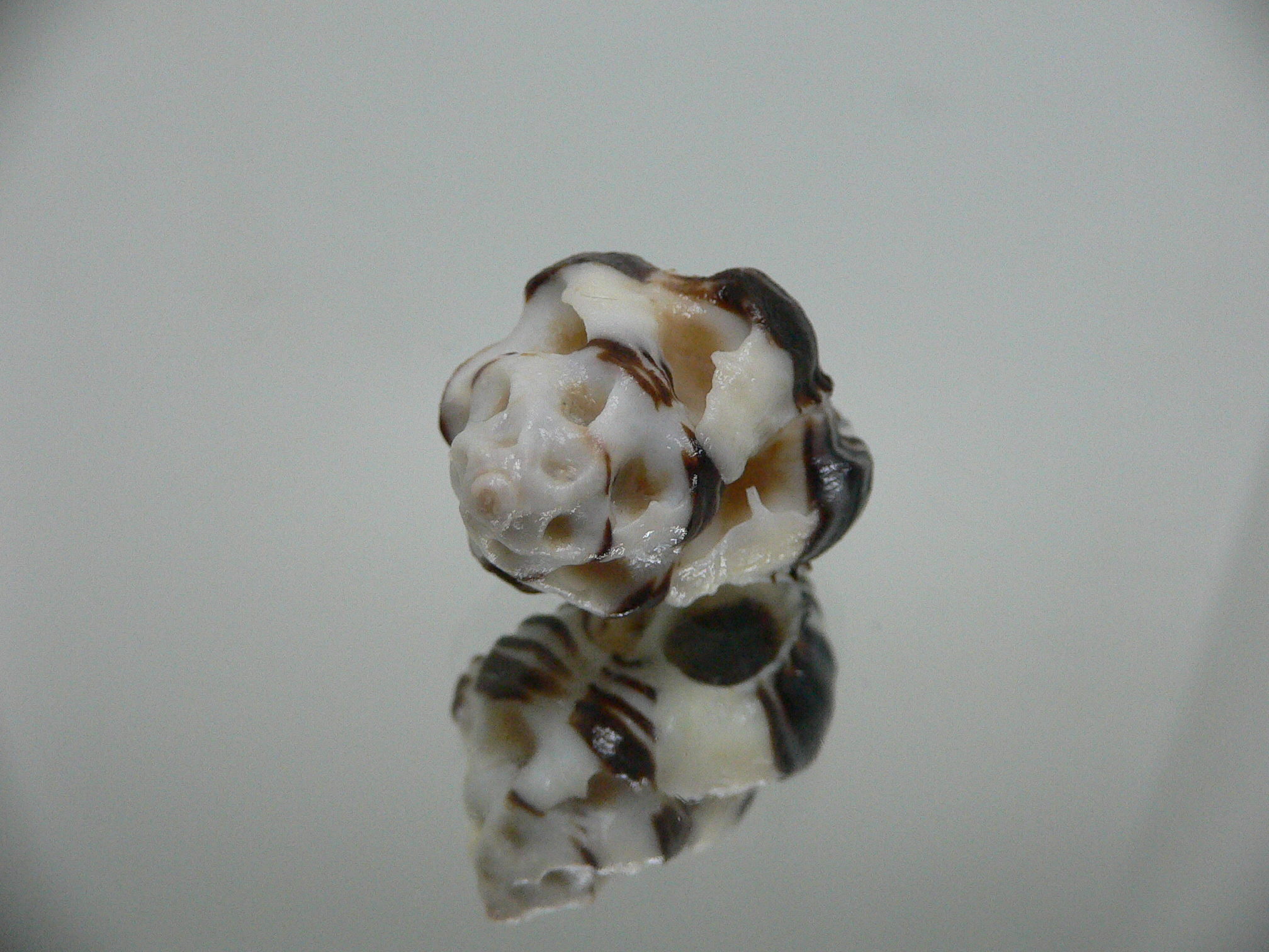 Maxwellia gemma SUPER