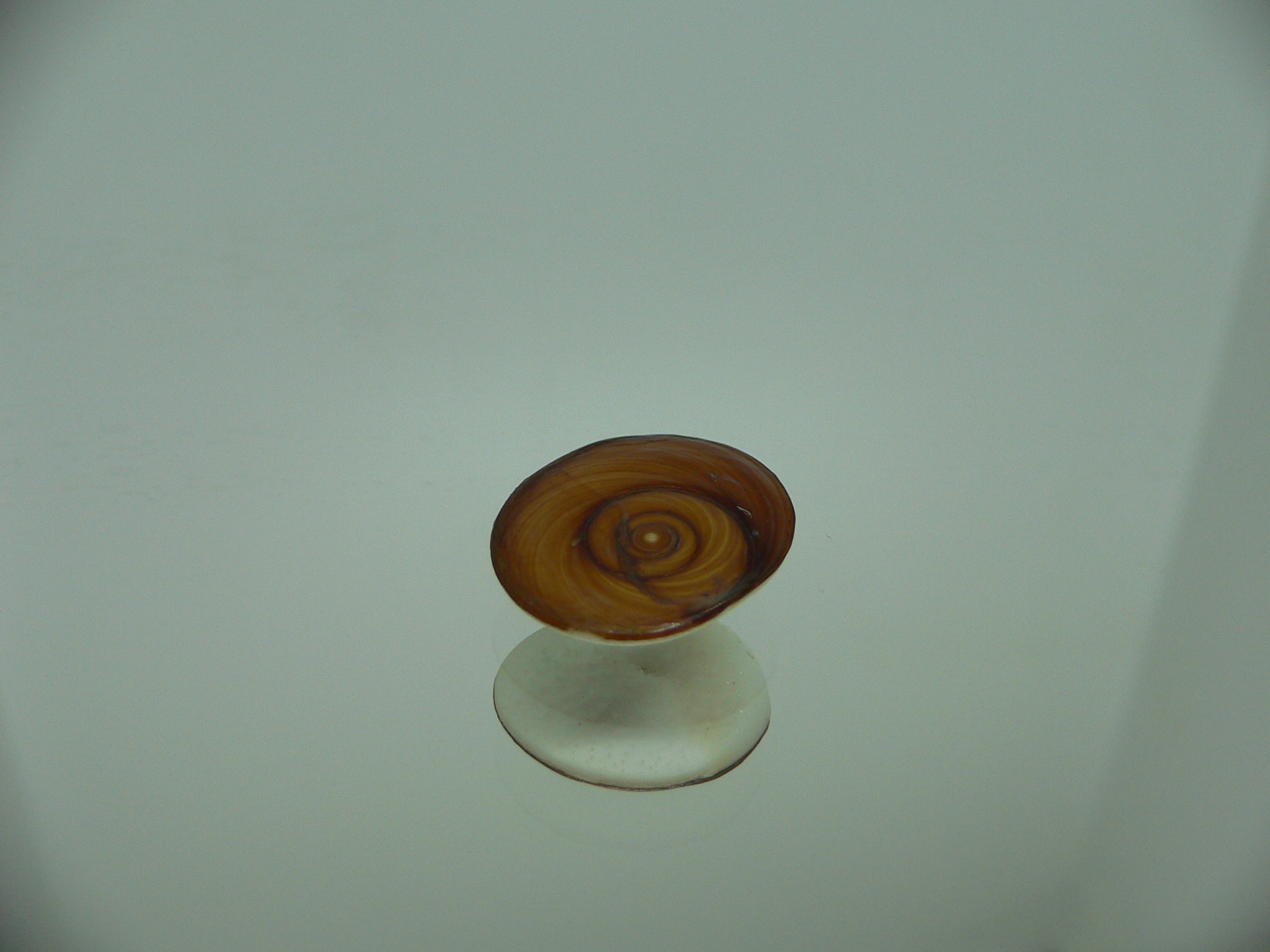 Крышечка Turbo (Marmarostoma) 2