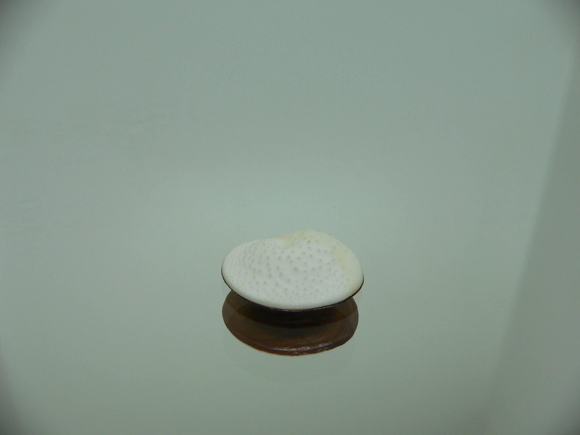 Крышечка Turbo (Marmarostoma) 2