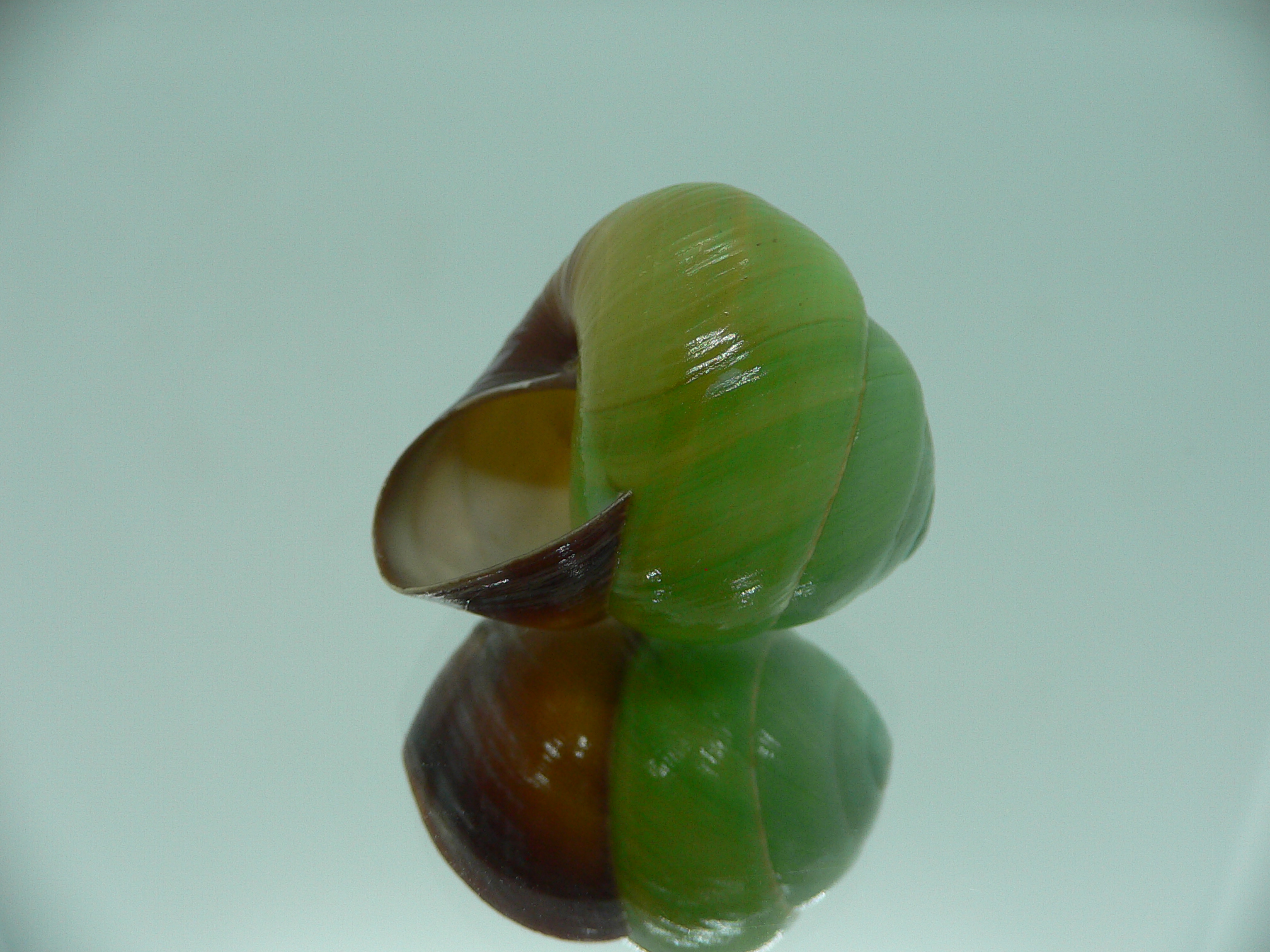 Asperitas bimaensis johnabbasi DARK LIP