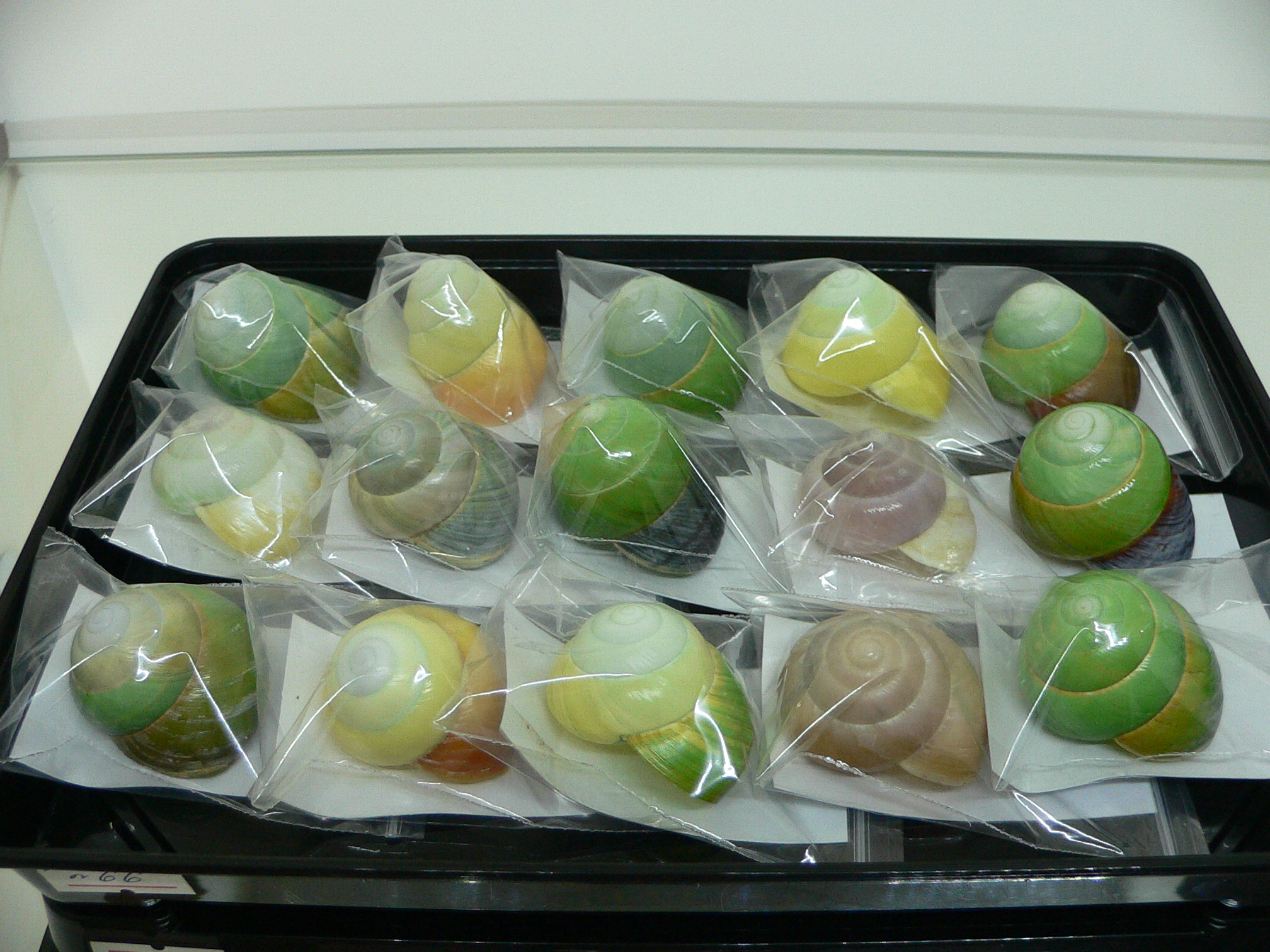 Asperitas bimaensis johnabbasi DARK LIP