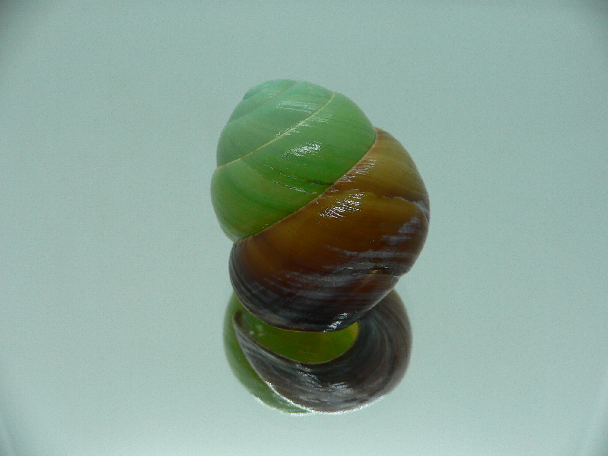 Asperitas bimaensis johnabbasi DARK LIP