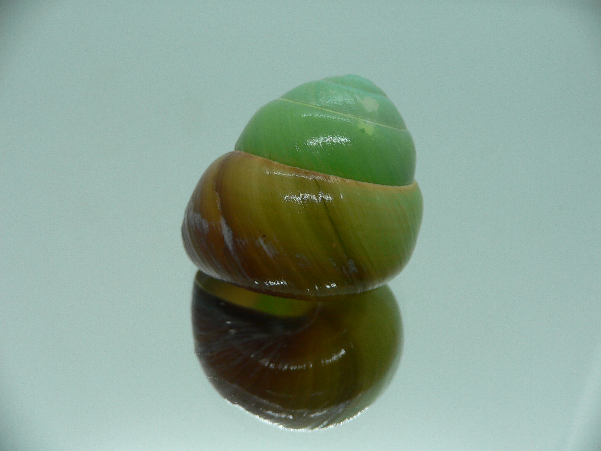 Asperitas bimaensis johnabbasi DARK LIP