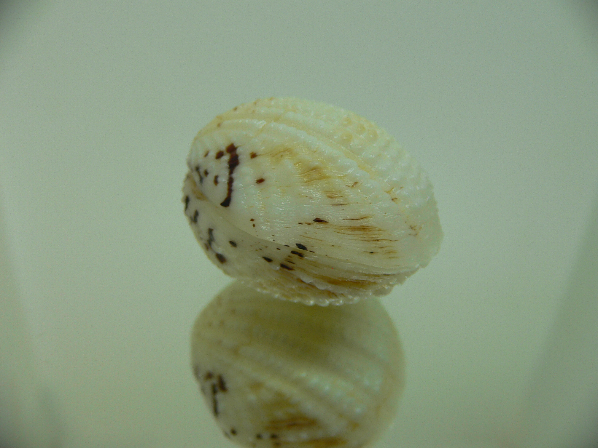 Gafrarium tumidum GLOBOSE
