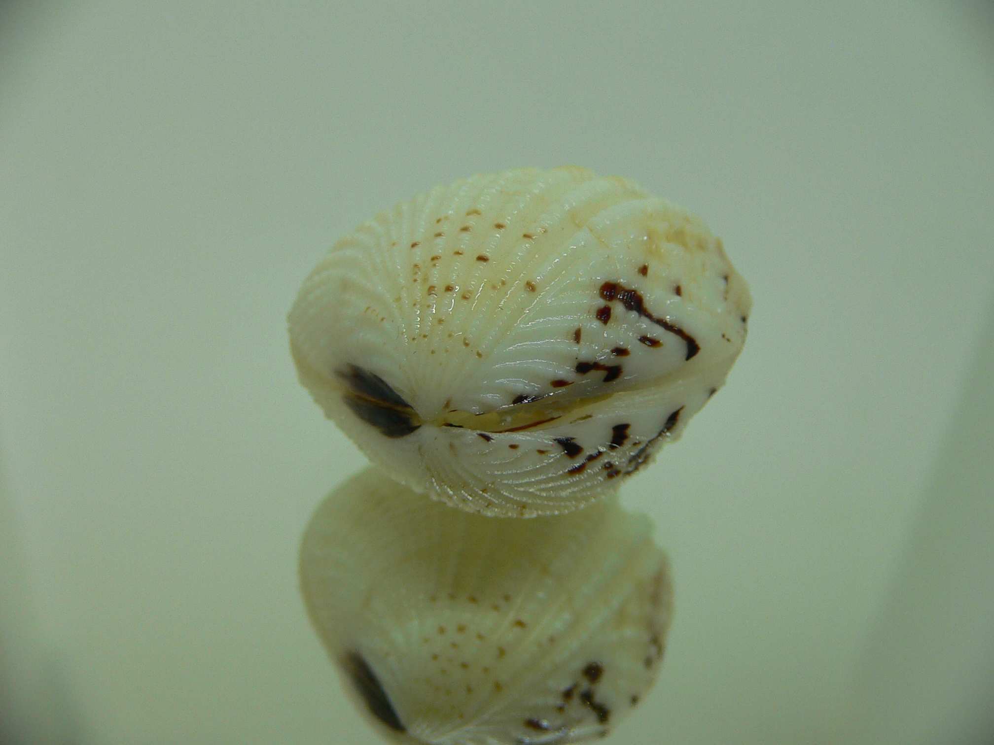 Gafrarium tumidum GLOBOSE