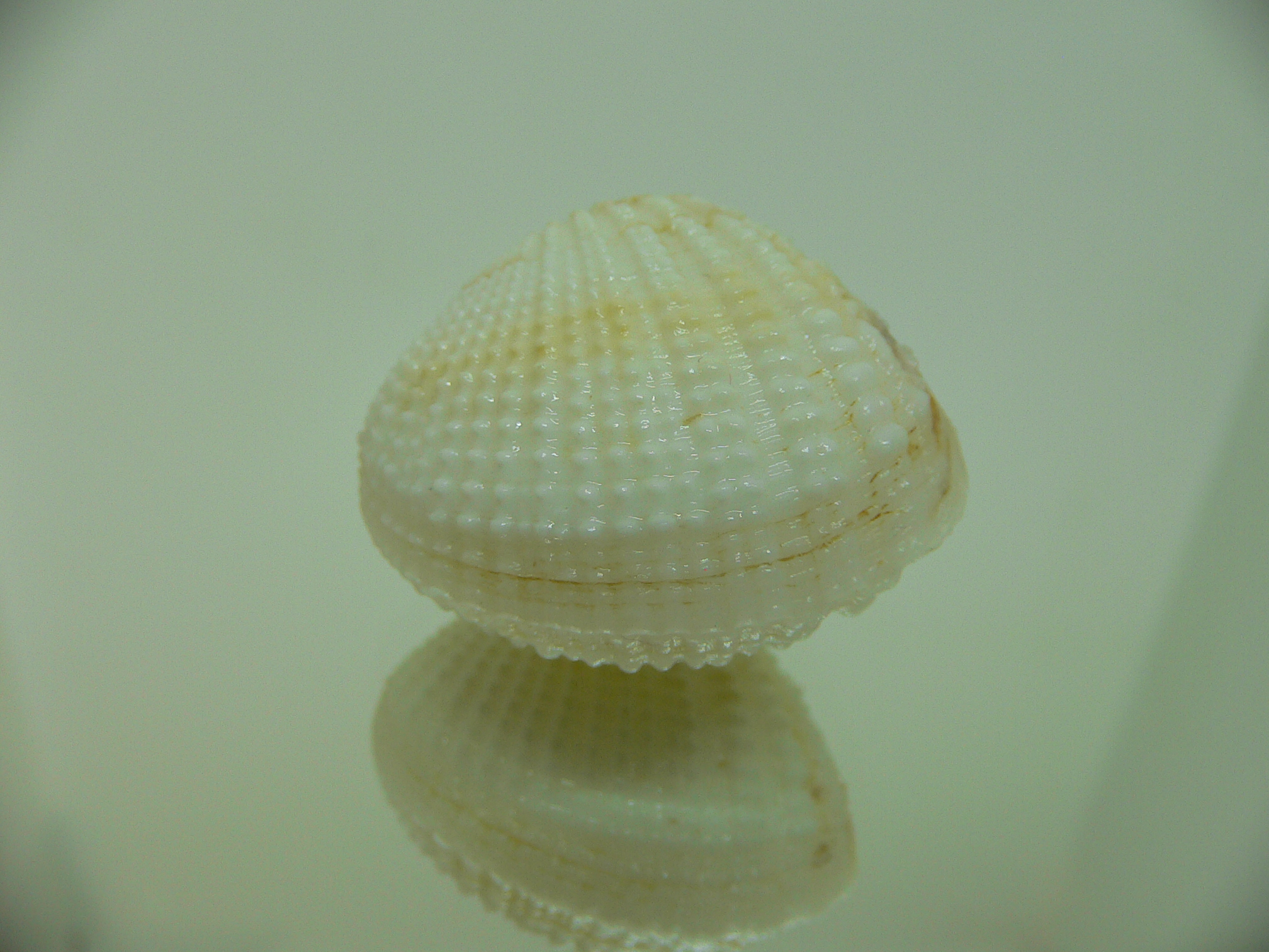 Gafrarium tumidum GLOBOSE