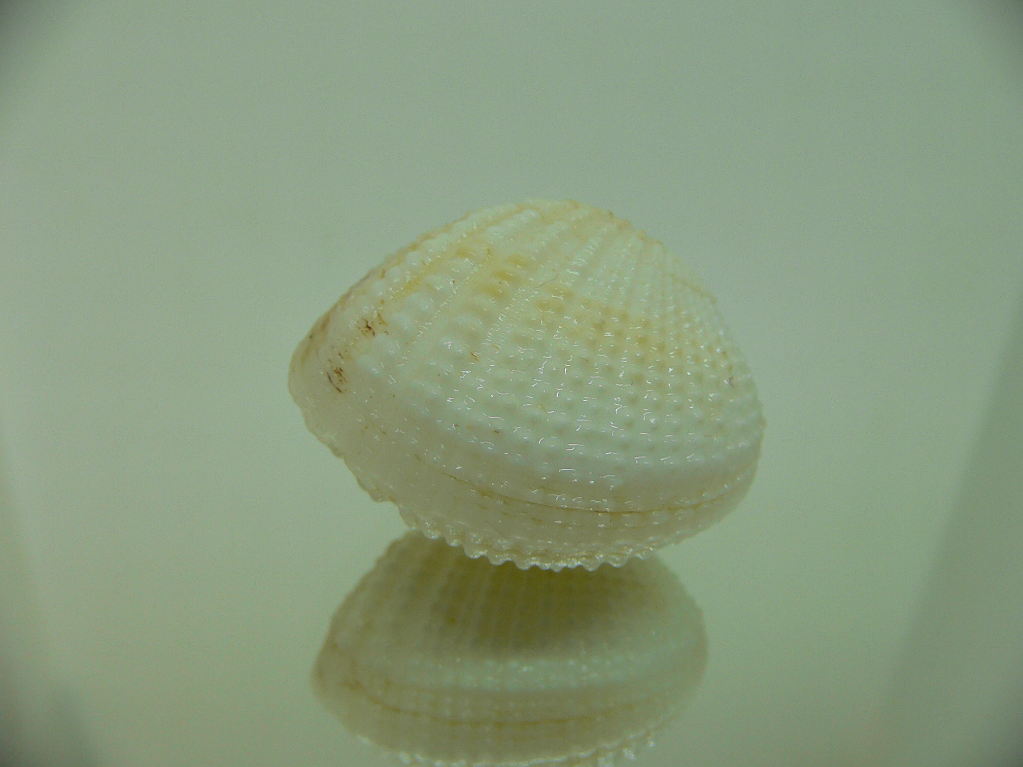 Gafrarium tumidum GLOBOSE